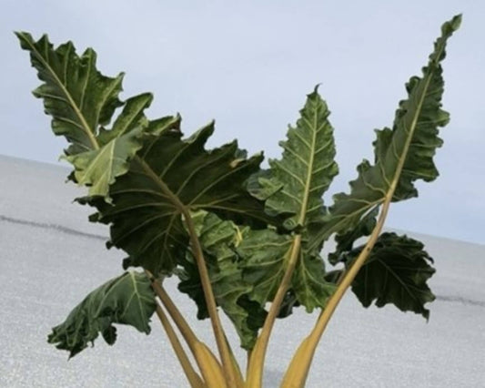 Alocasia Golden Dragon: No. I will pot them myself. I would rather save money.