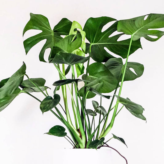 Monstera Deliciosa: No. I will pot them myself.