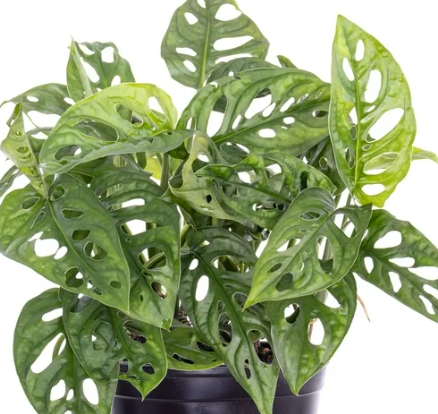 Monstera Adansonii. 2-3 inch starter plant. : No. I will pot them myself.