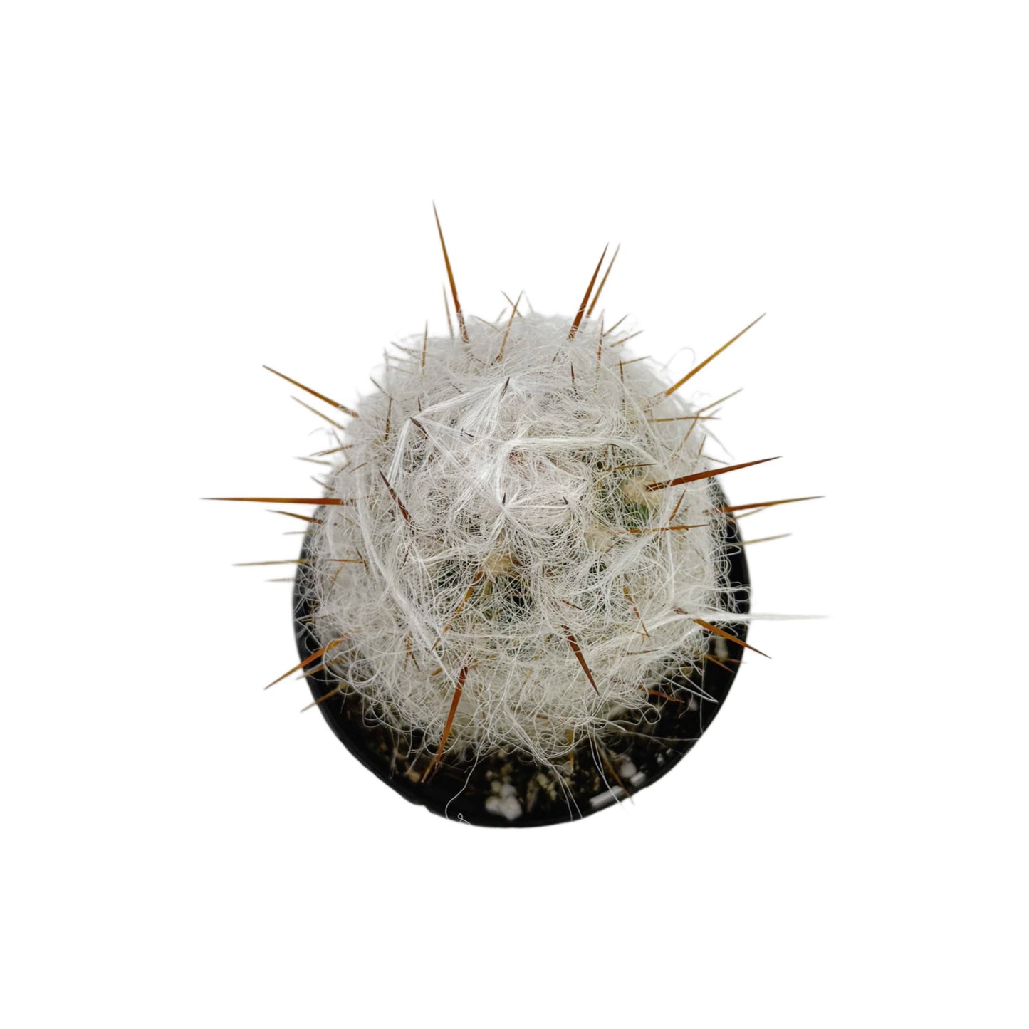 Old Man of the Andes | 2.5 inch | Oreocereus trolii: 2.5 inch