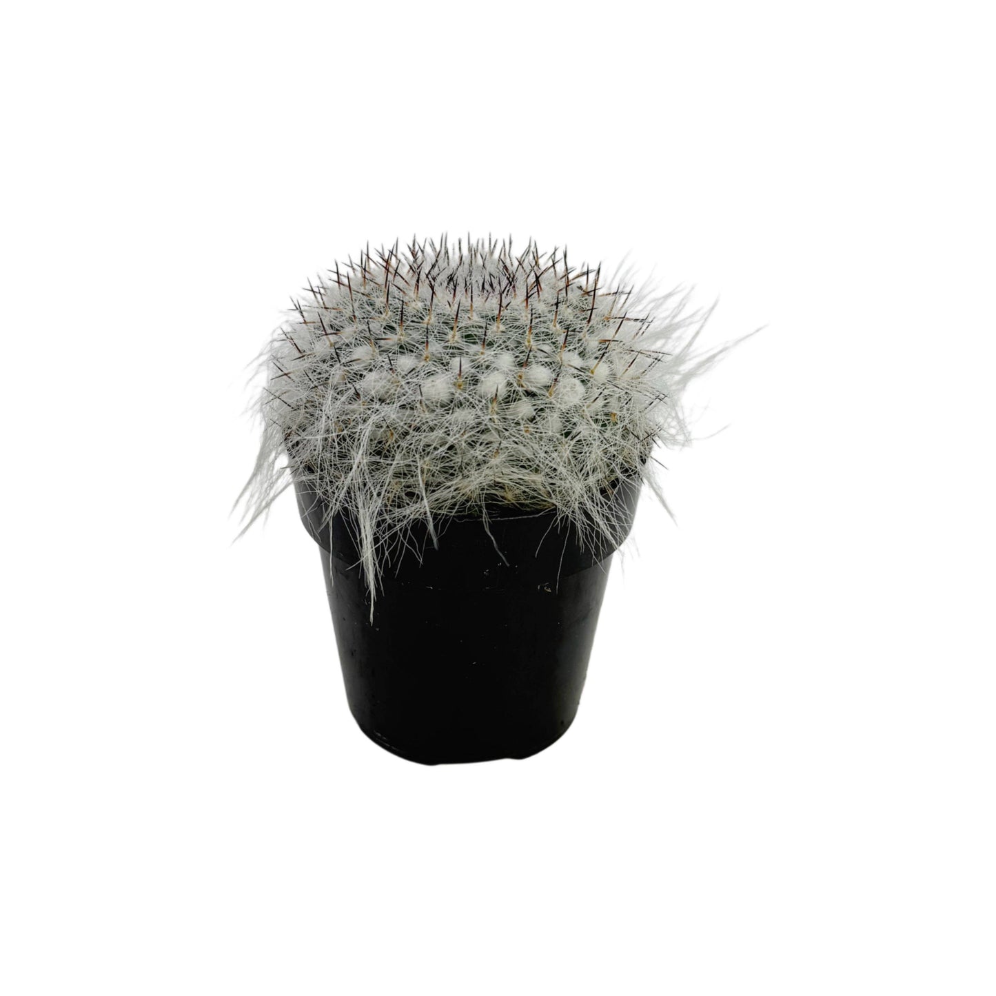 Old Lady Cactus | 2.5 inch | Mammillaria hahniana: 2.5 inch