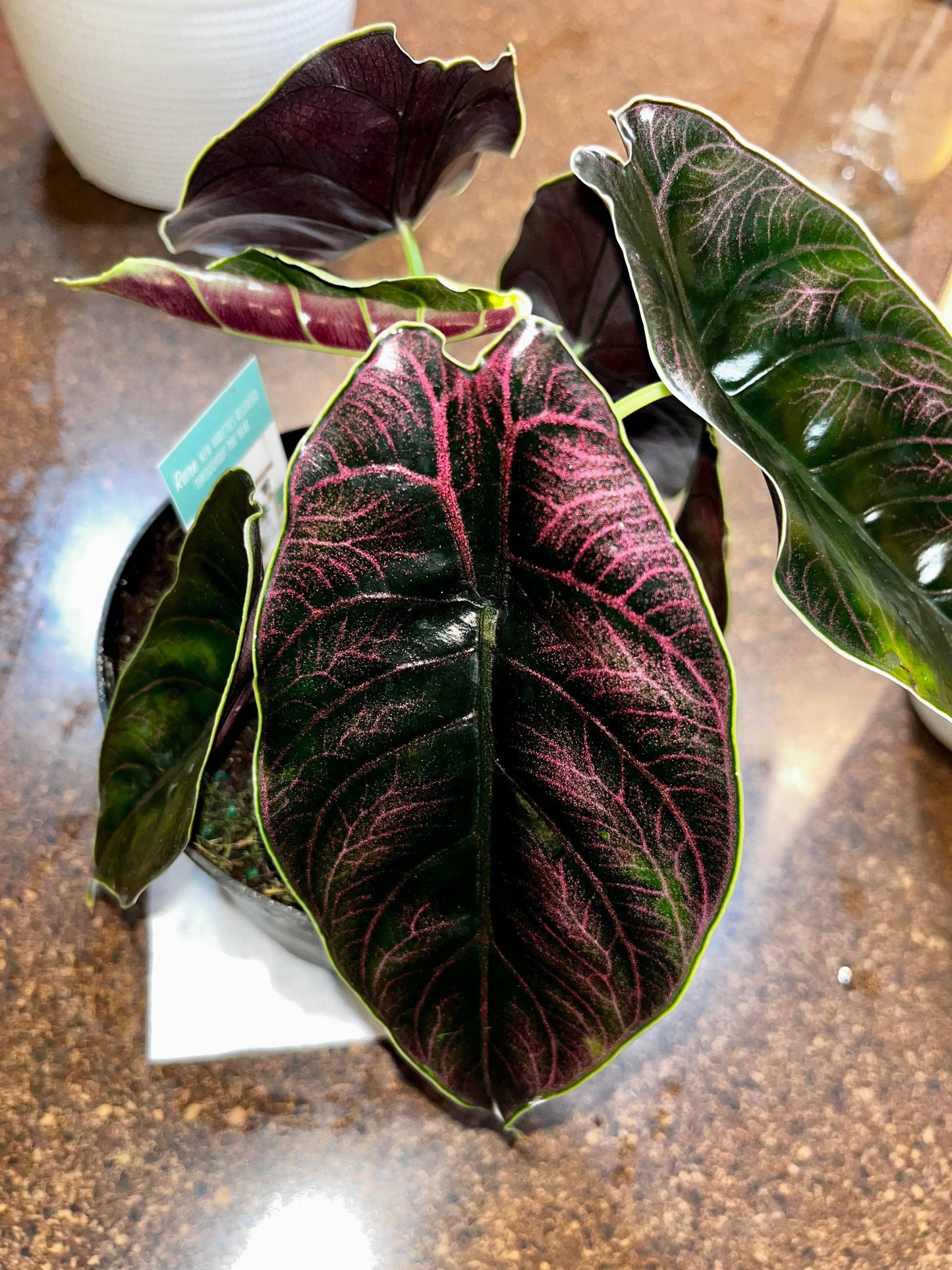 Alocasia Azlanii: No. I will pot them myself. I would rather save the money.