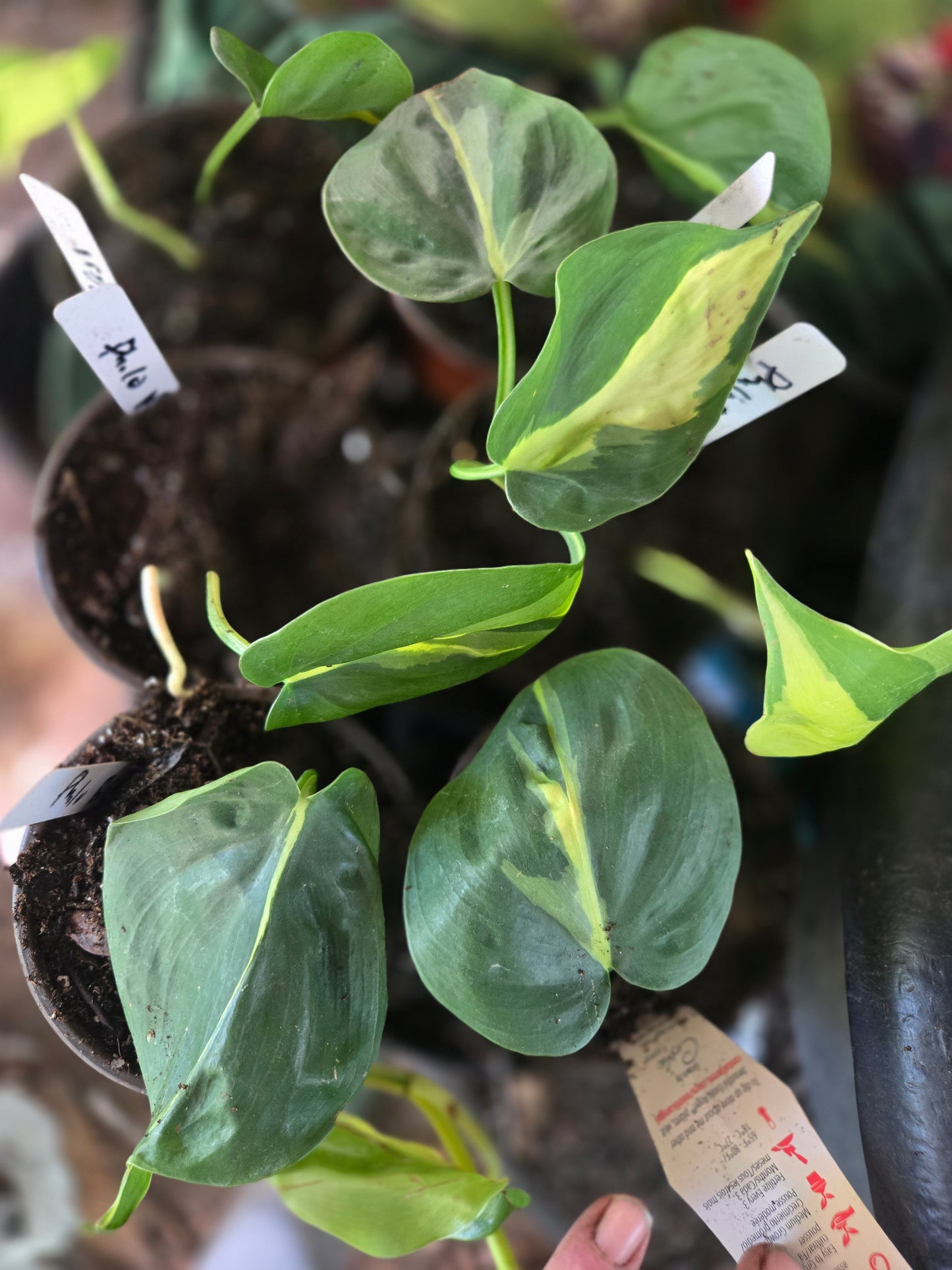Philodendron 'Brasil' live starter plant