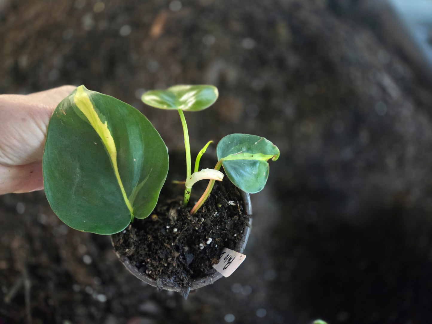 Philodendron 'Brasil' live starter plant