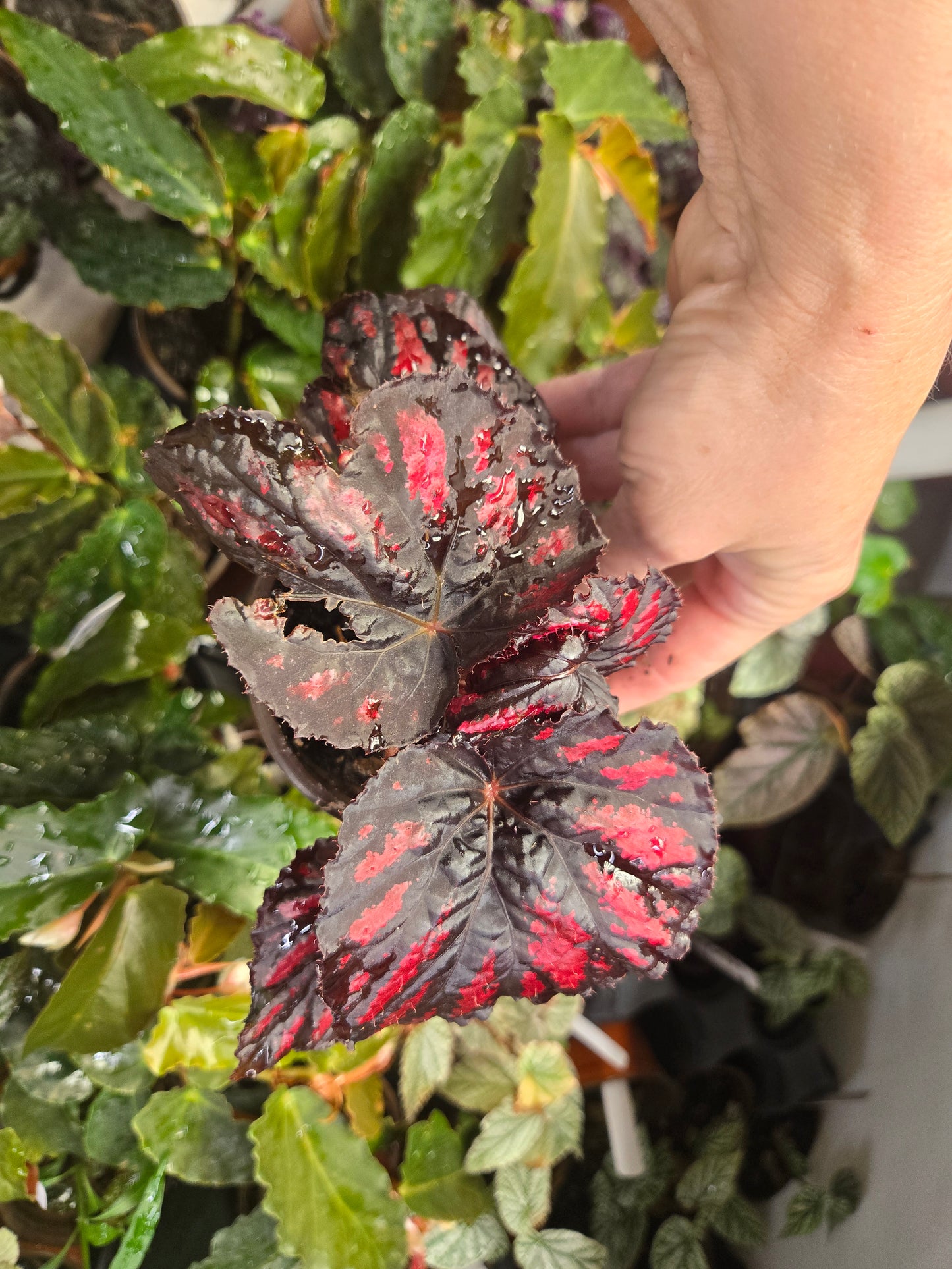 Begonia Rex 'Red PAINTED ASSORTED" Live Plant