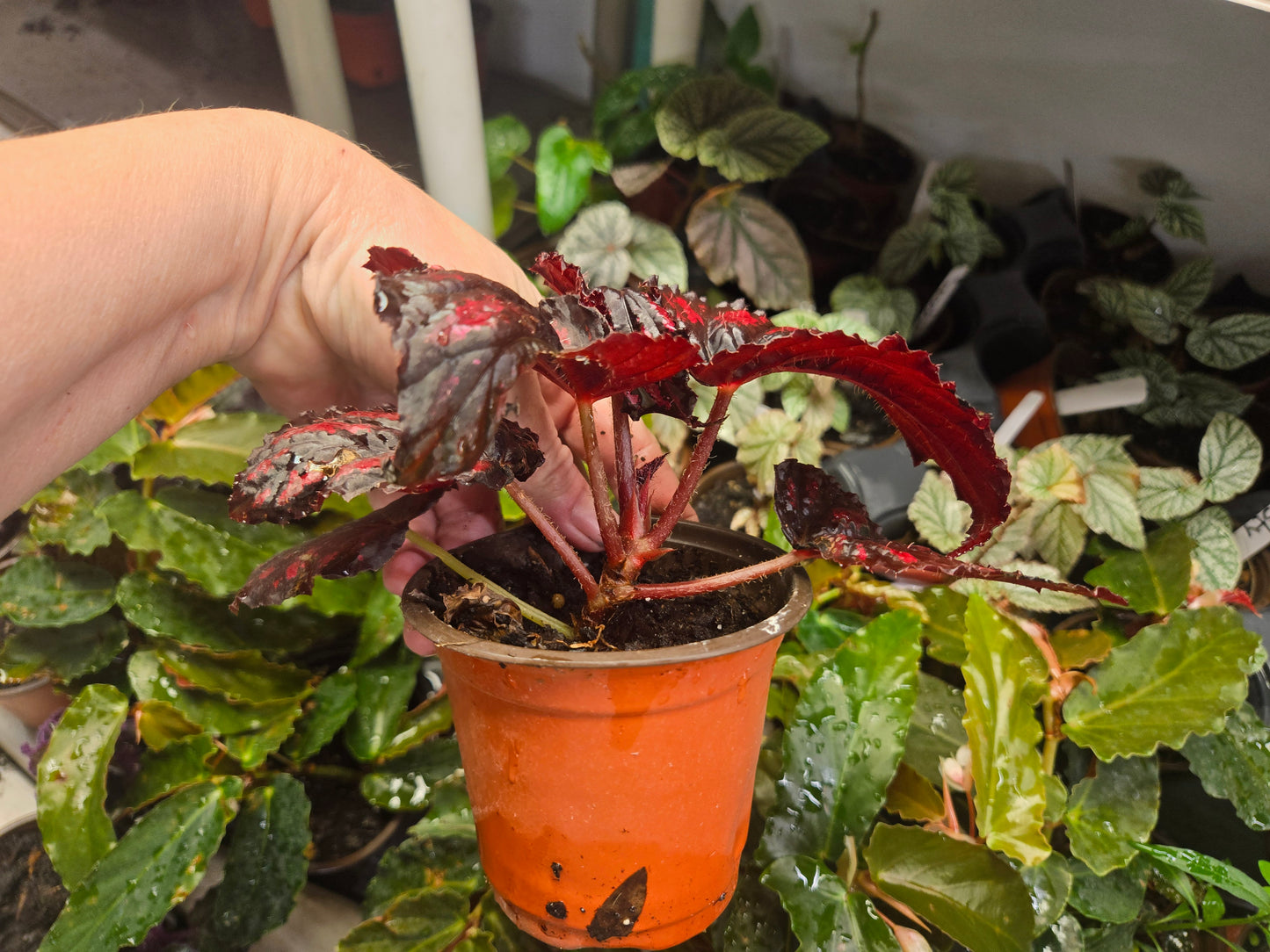 Begonia Rex 'Red PAINTED ASSORTED" Live Plant