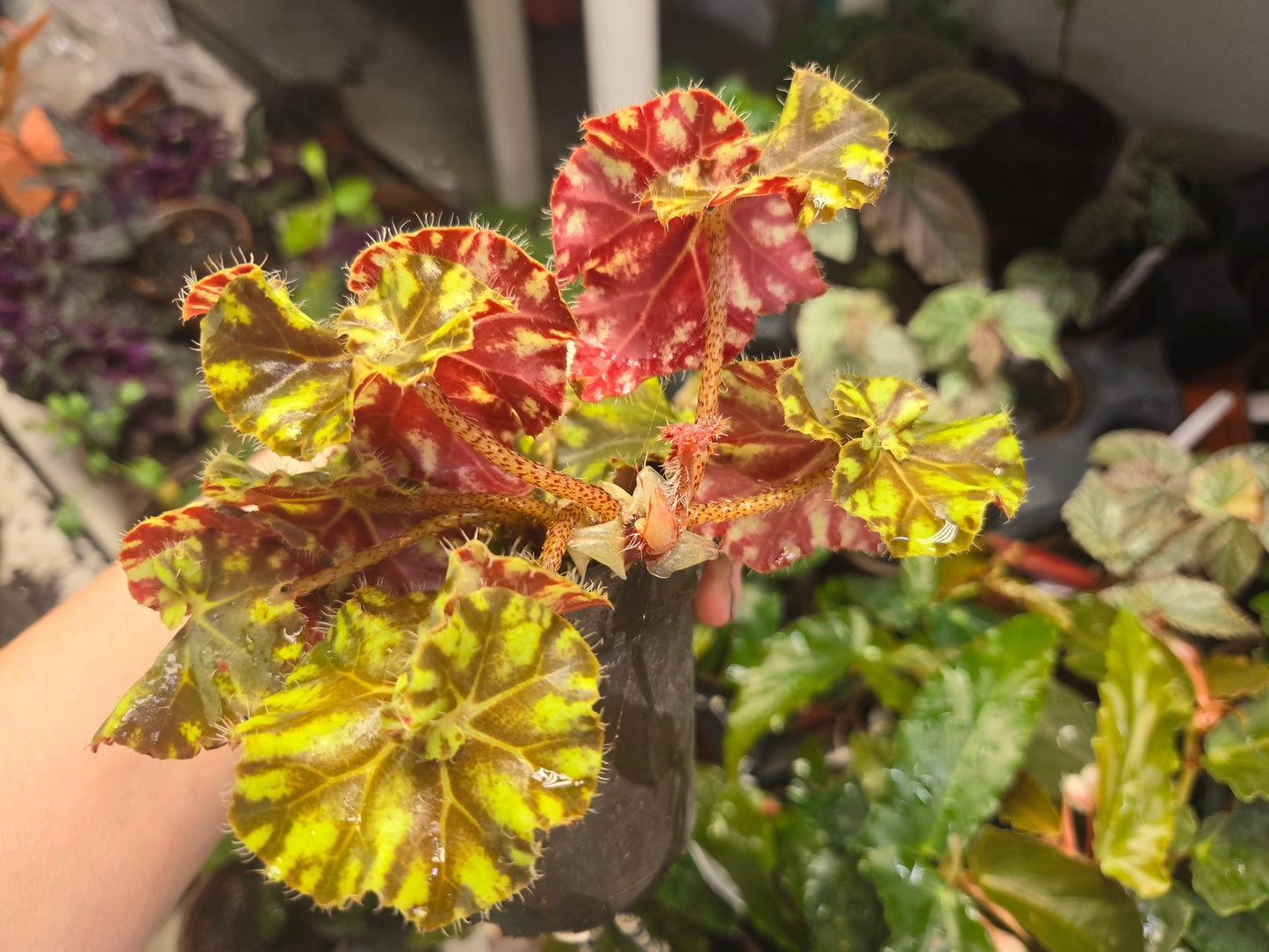 Begonia Rex 'LITTLE DARLING' Live Plant