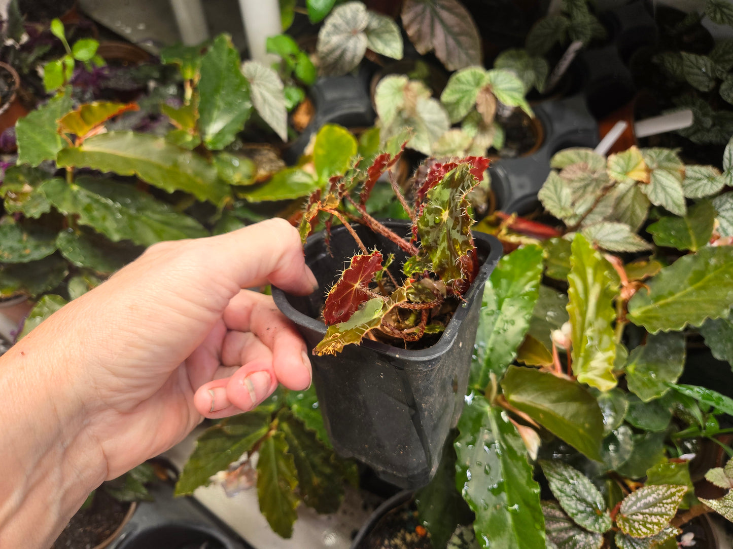 Begonia Rex 'TIGER PAWS/NEON SPLASH"Live Plant