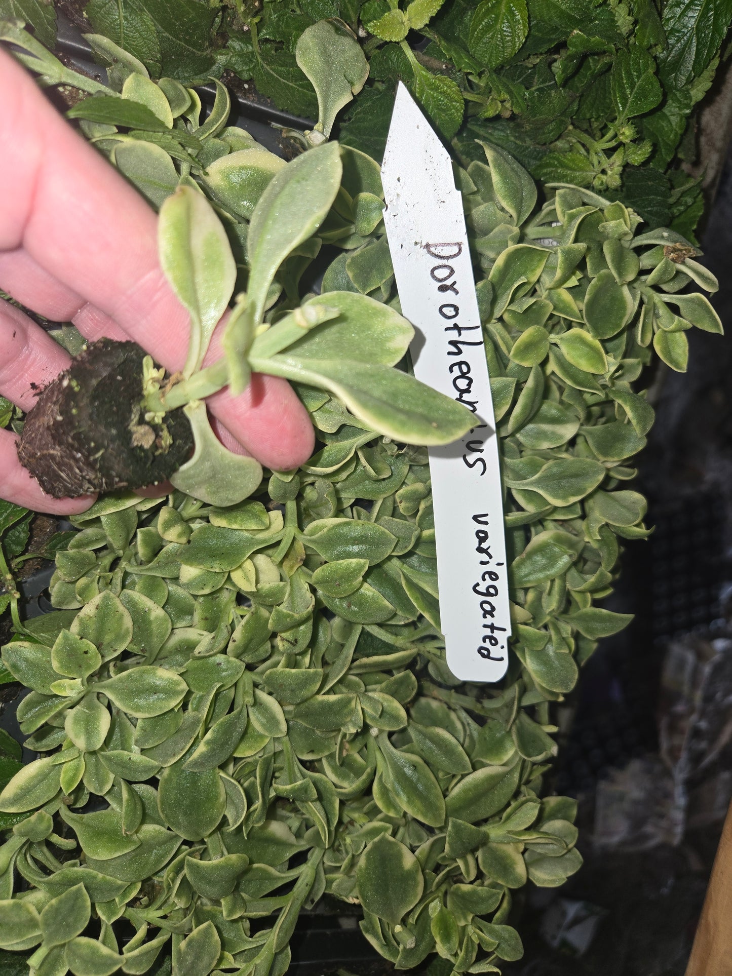 Variegated Dorotheanthus Red  (aptenia)/Livingstone Daisy. Baby Sun Rose