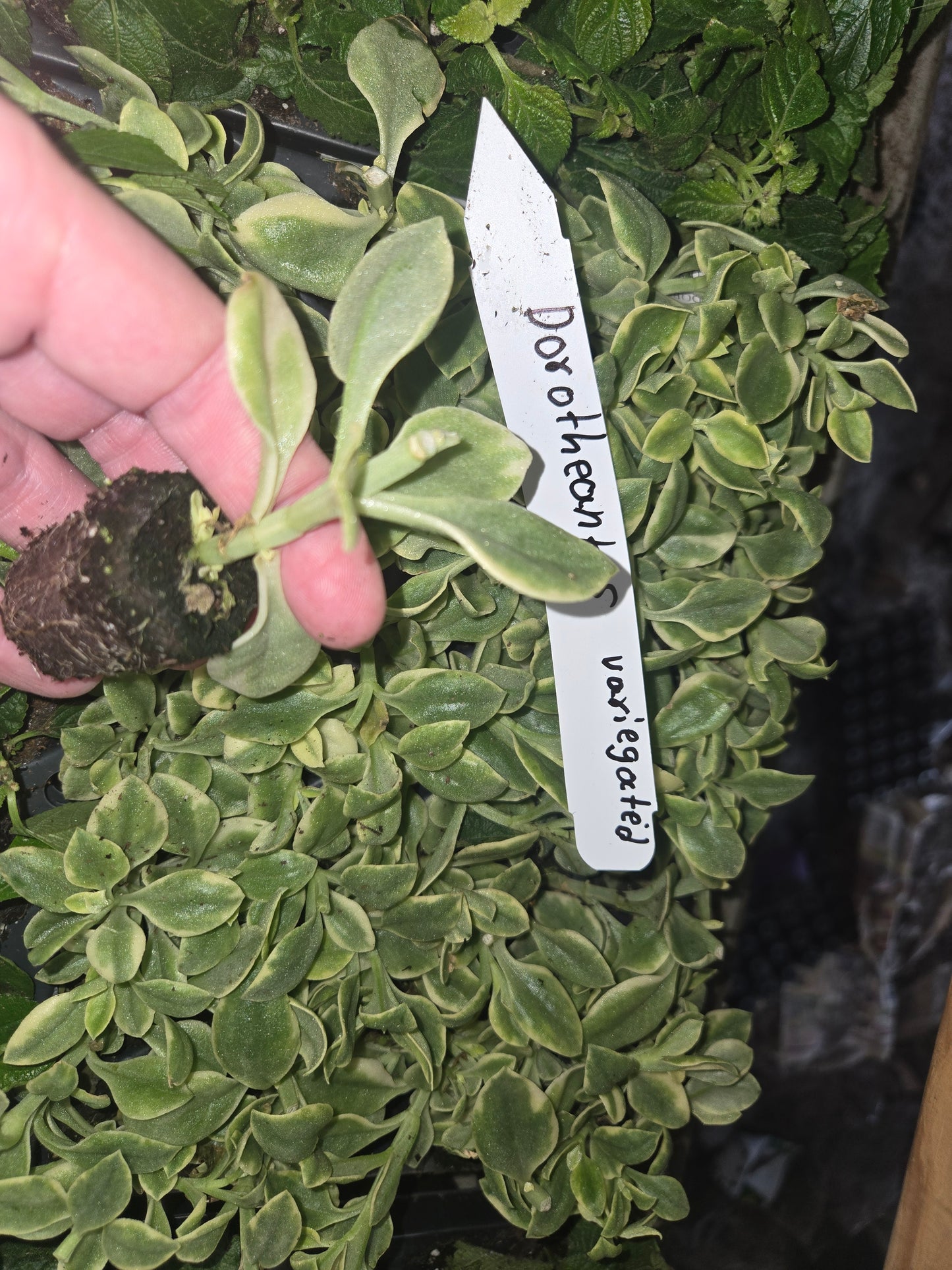 Variegated Dorotheanthus Red  (aptenia)/Livingstone Daisy. Baby Sun Rose