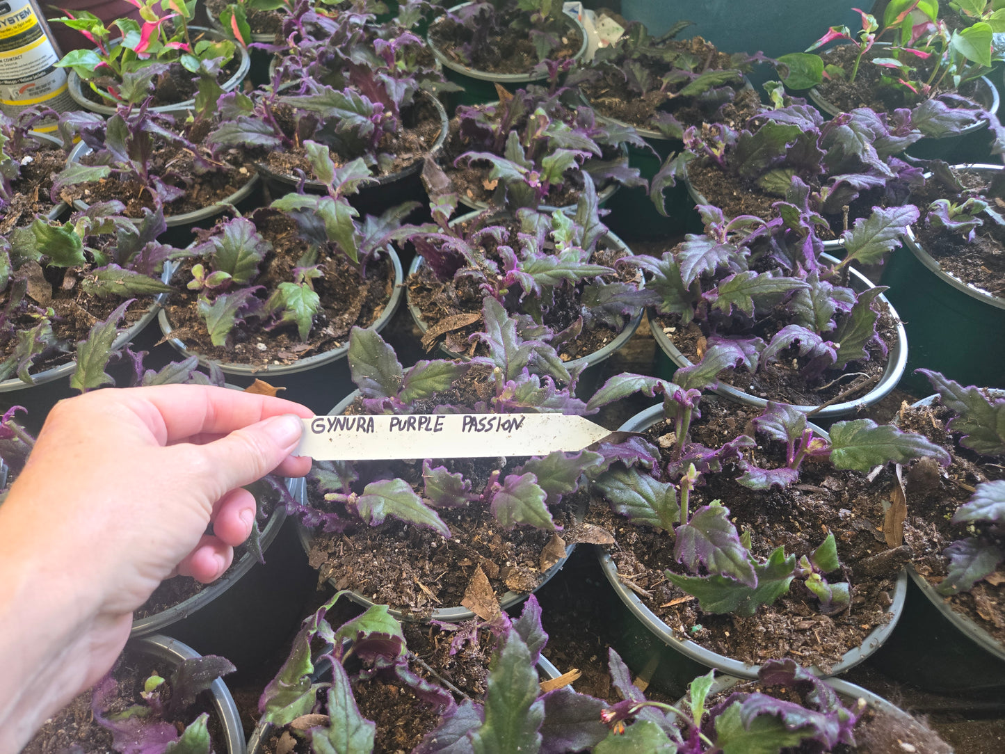 1 live rooted RARE Purple Passion (Gynura Aurantiaca) purple velvet
