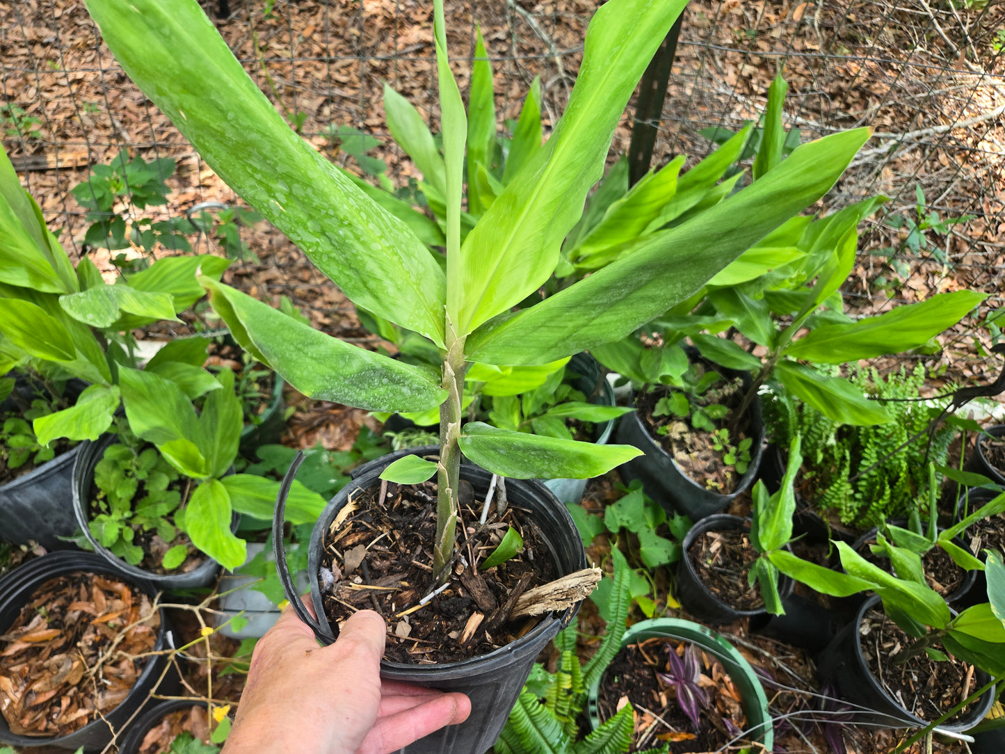 Live PLANT Shampoo Ginger/Pinecone From US