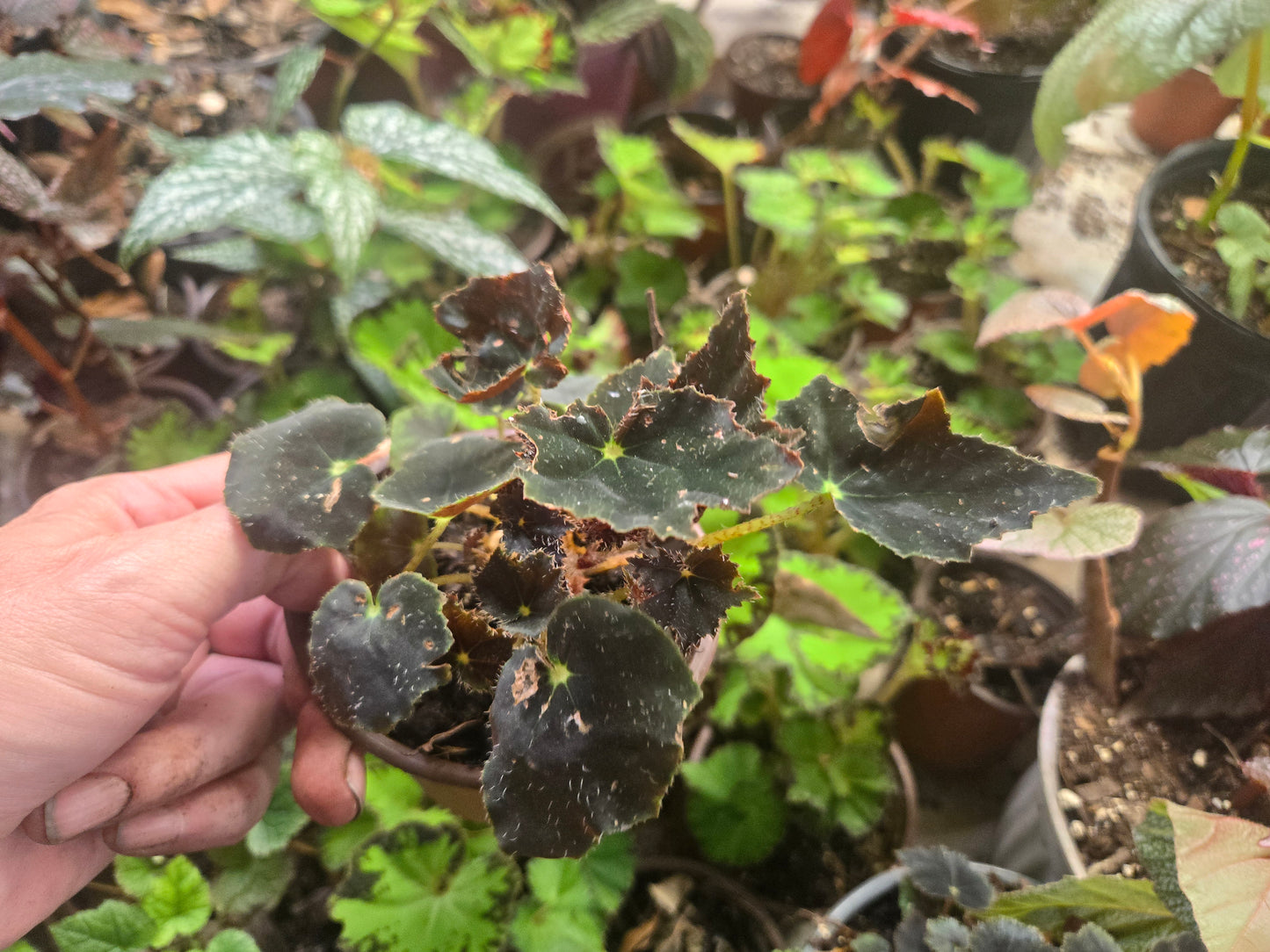 Small Live Rex type Begonia 'BLACK VELVET Rooted