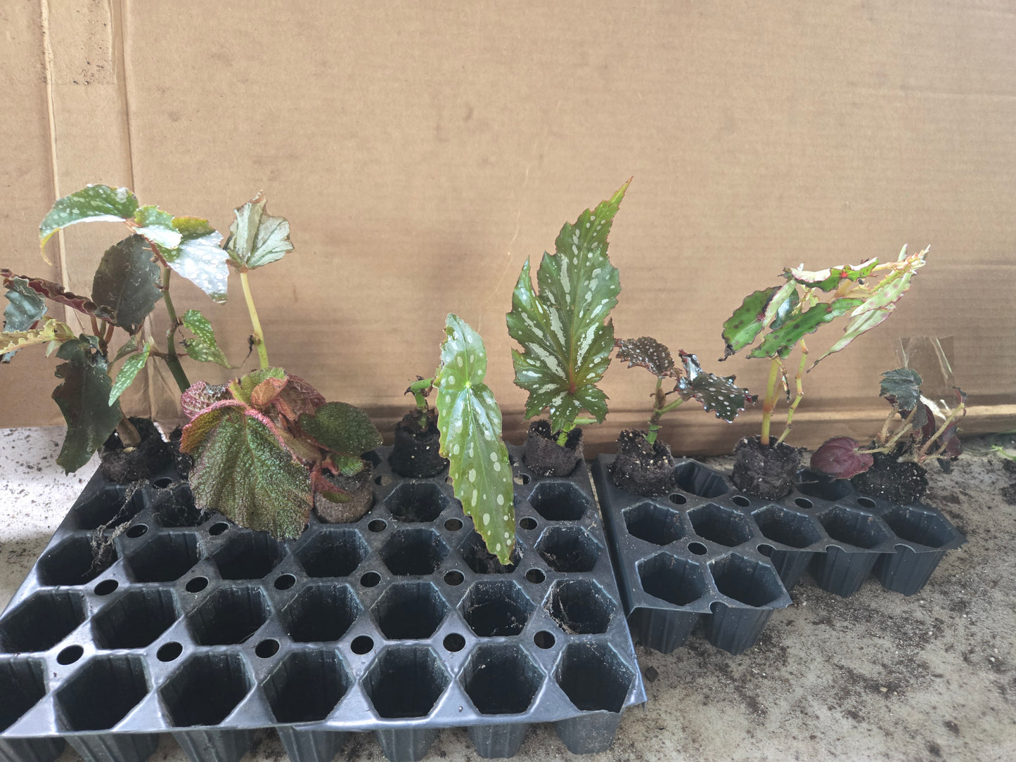 10 LOT of Begonias