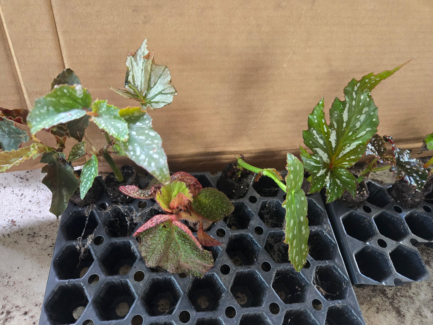 10 LOT of Begonias