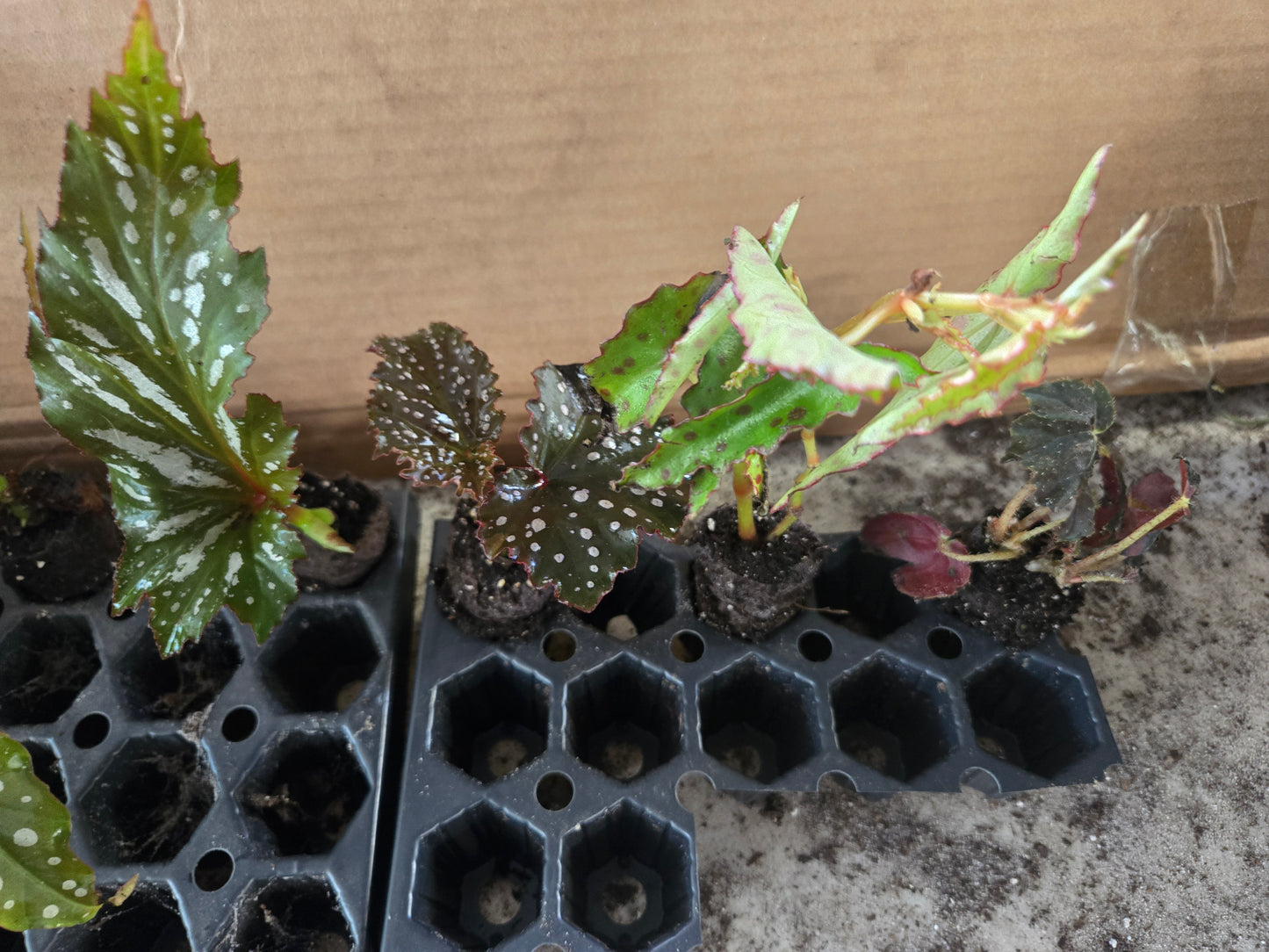 10 LOT of Begonias