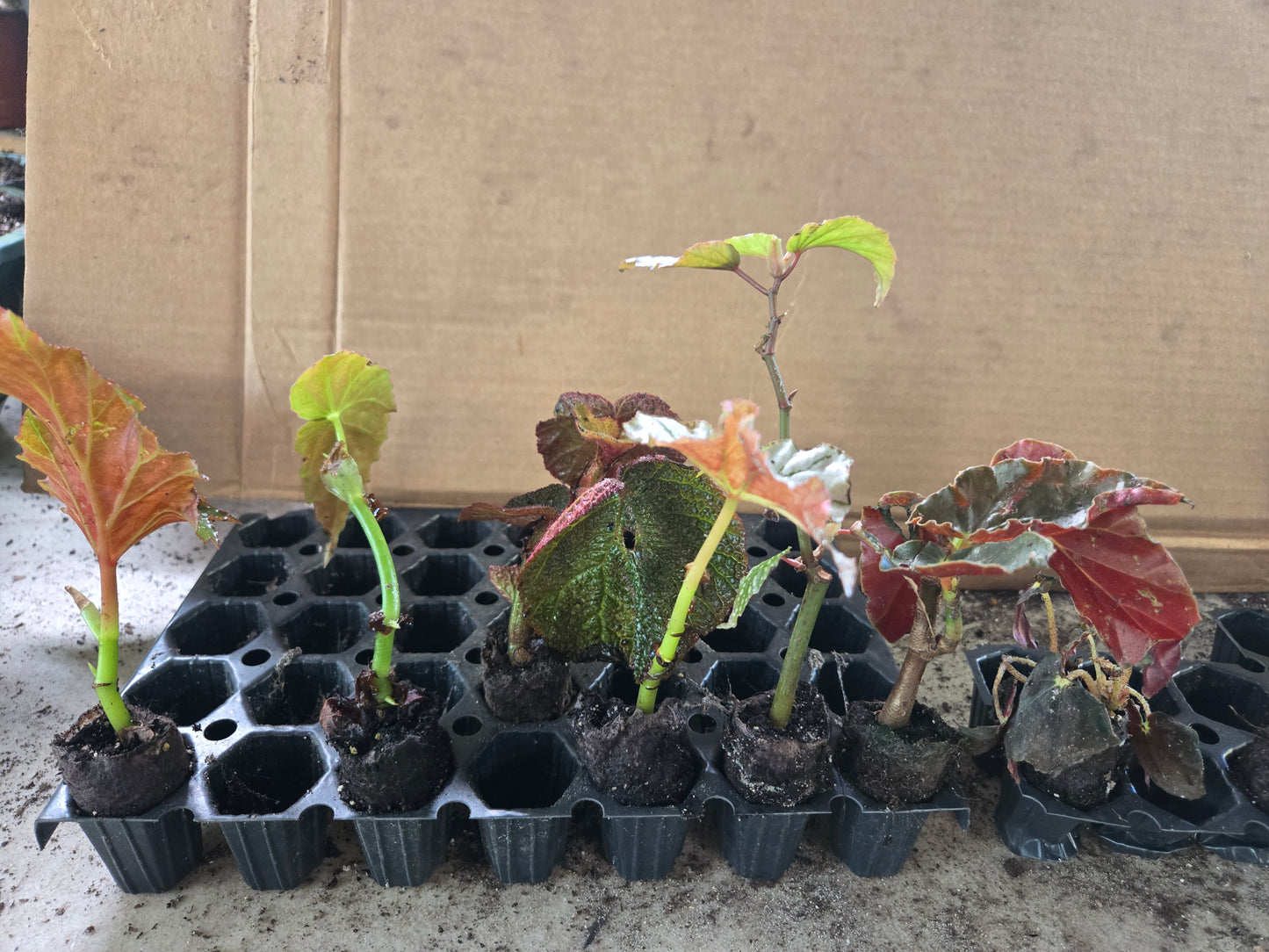 10 LOT of Begonias