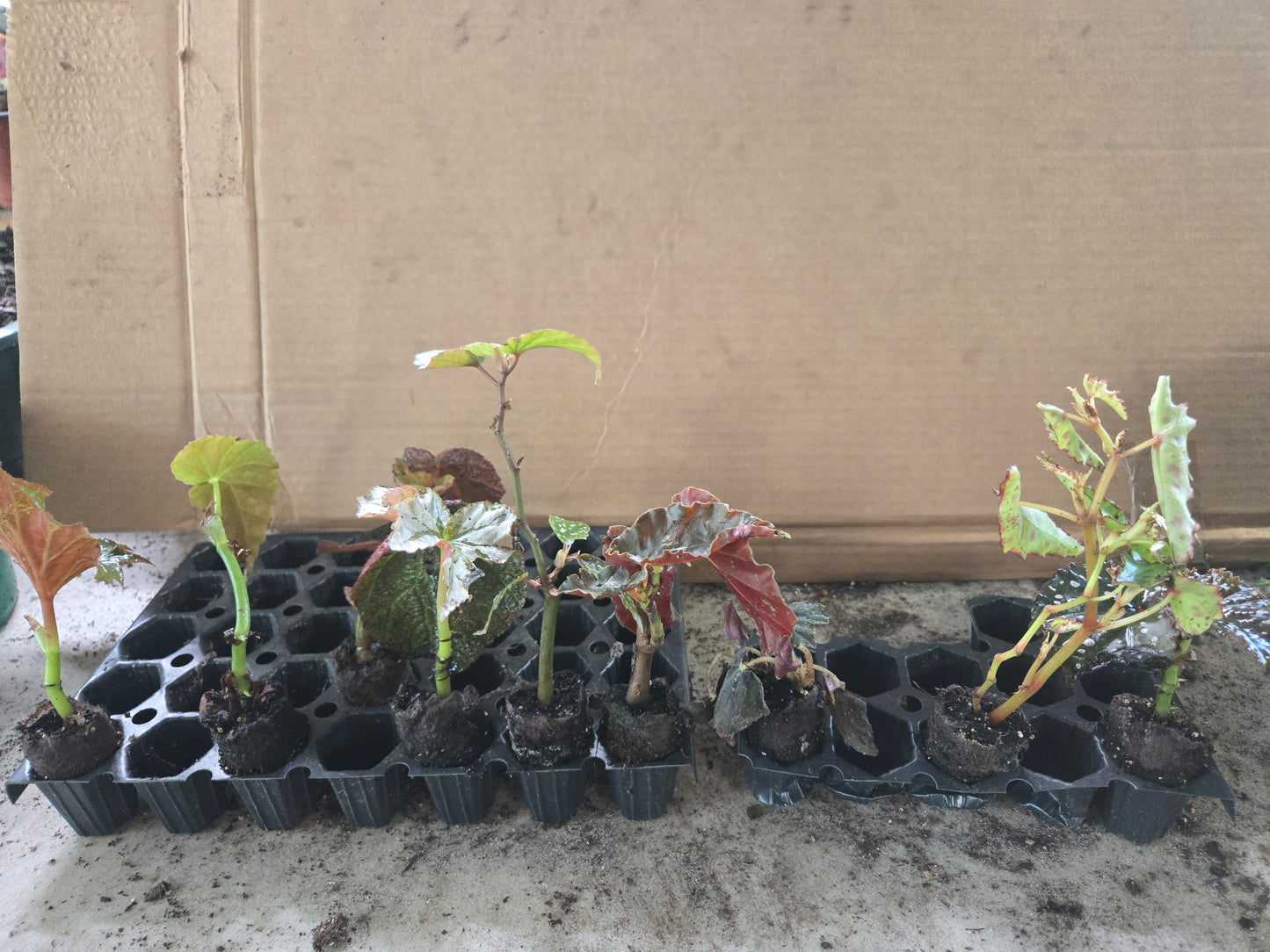 10 LOT of Begonias