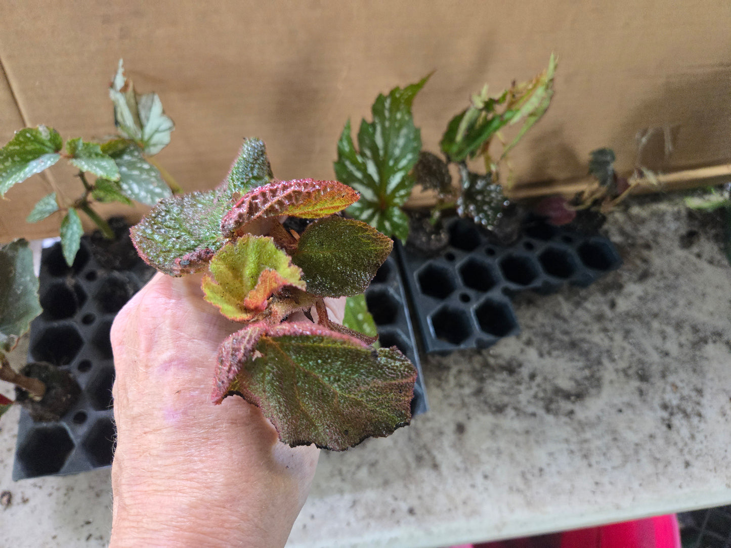 10 LOT of Begonias
