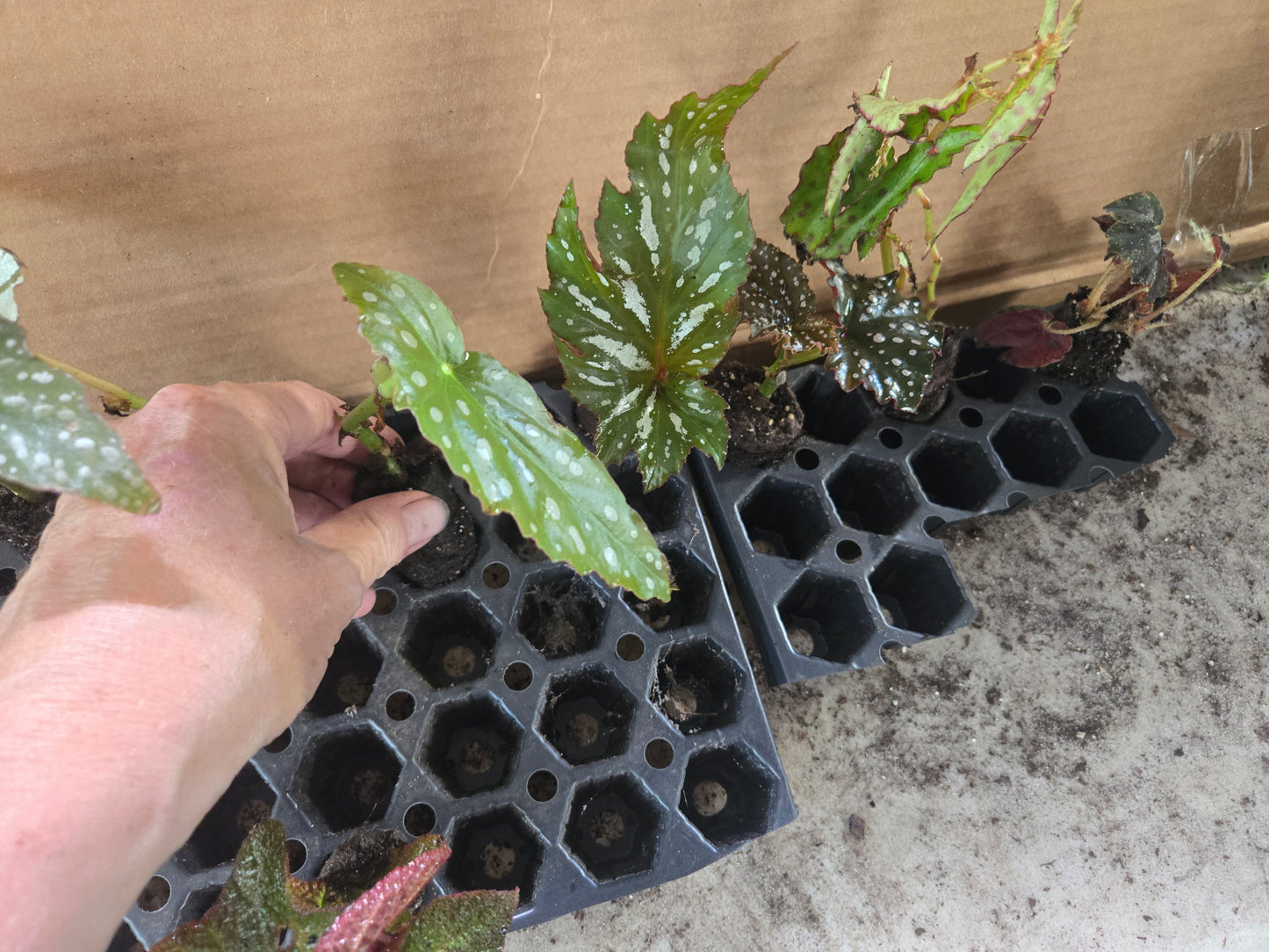 10 LOT of Begonias
