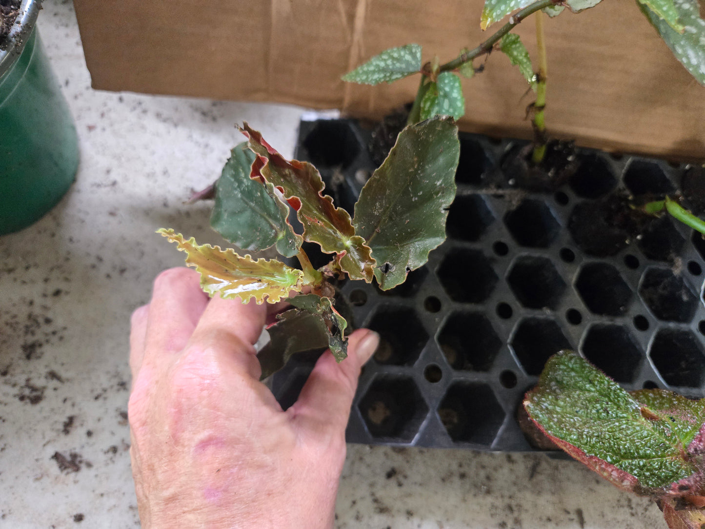 10 LOT of Begonias
