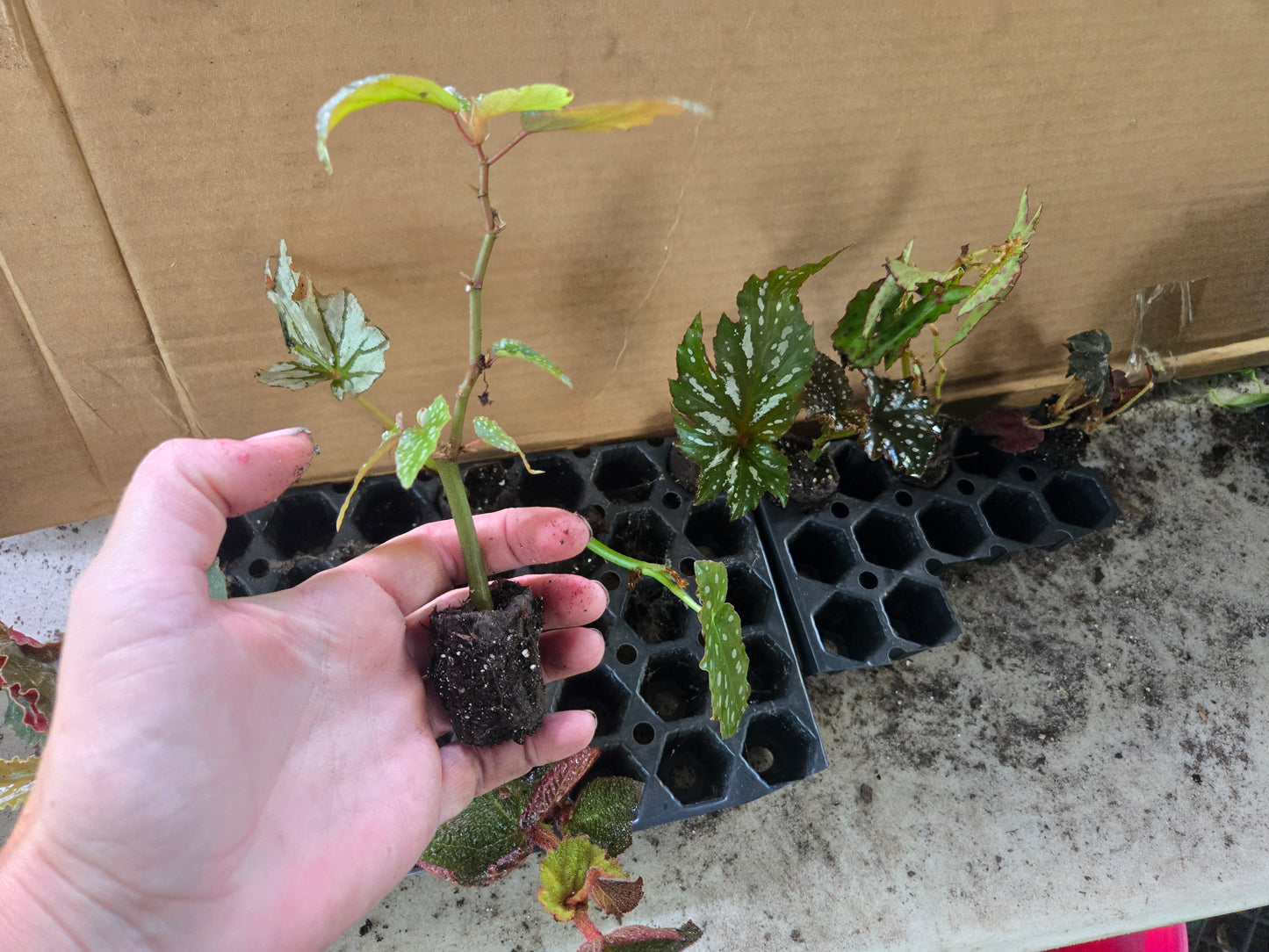 10 LOT of Begonias