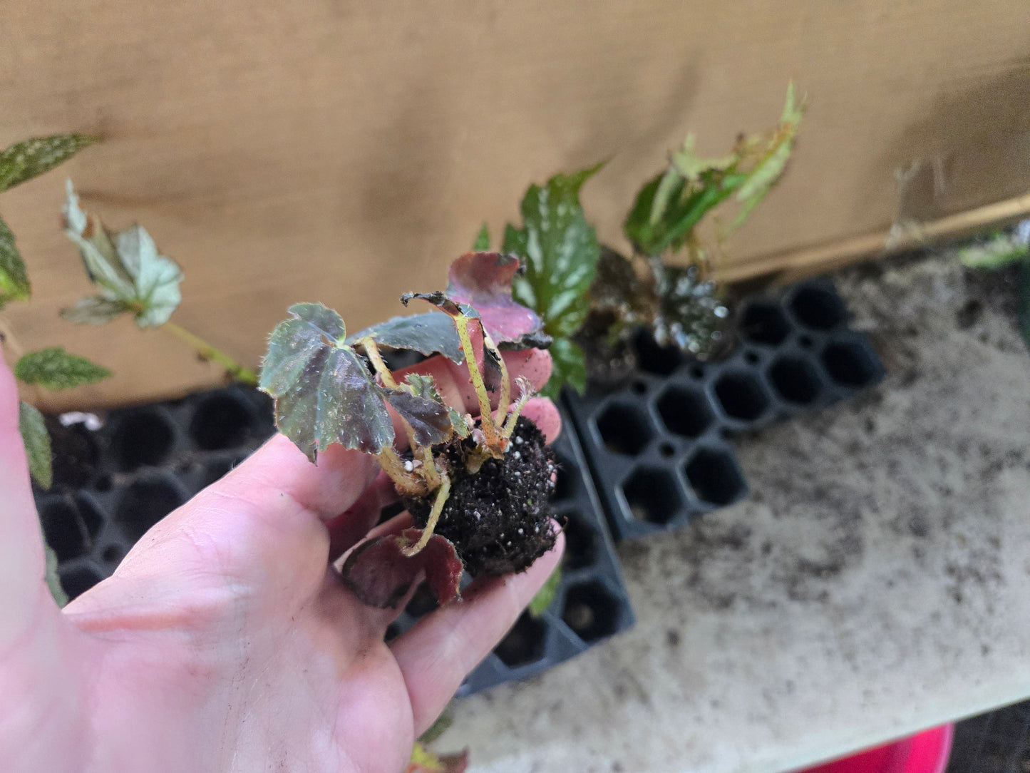 10 LOT of Begonias