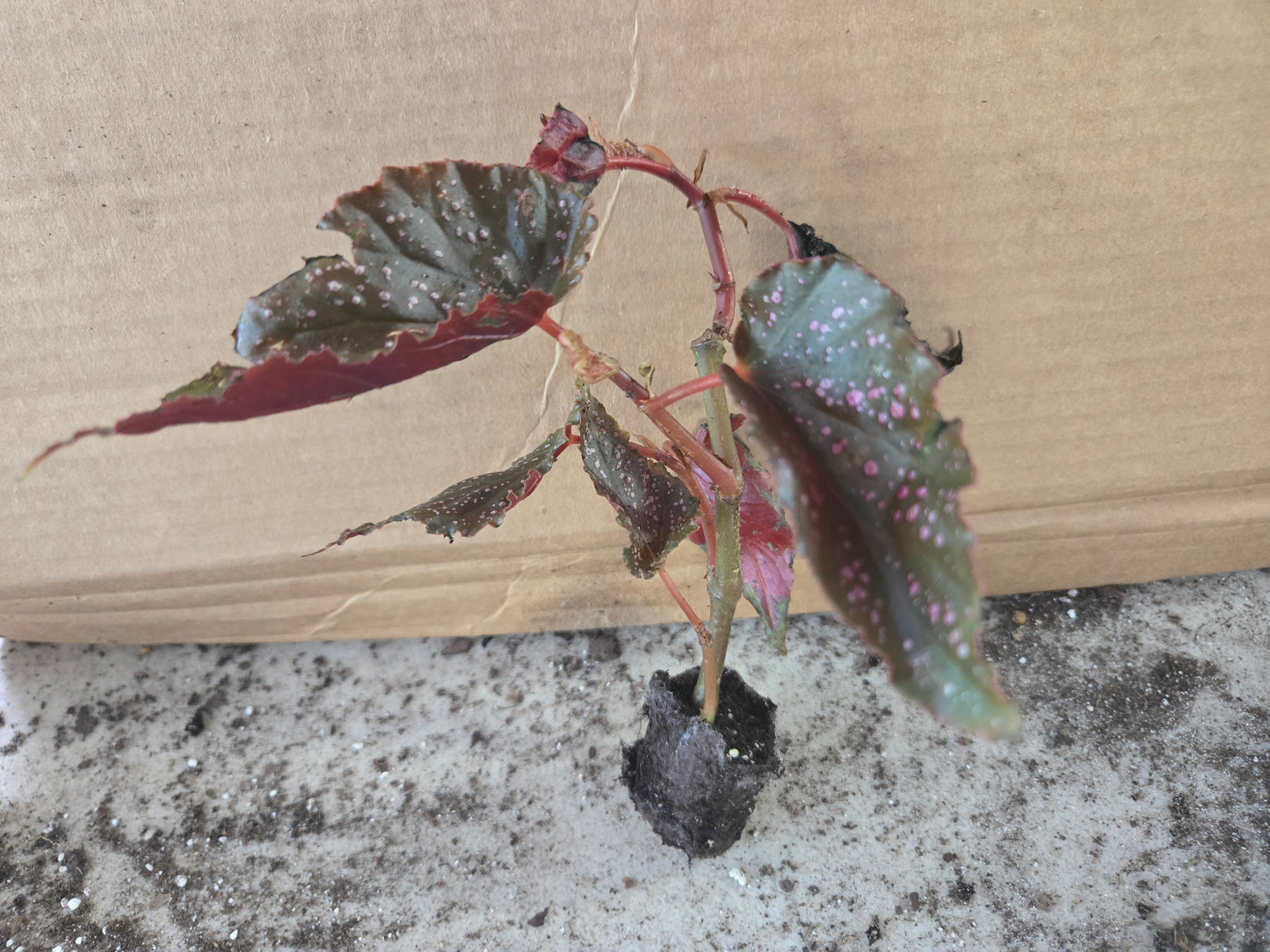 10 LOT of Begonias