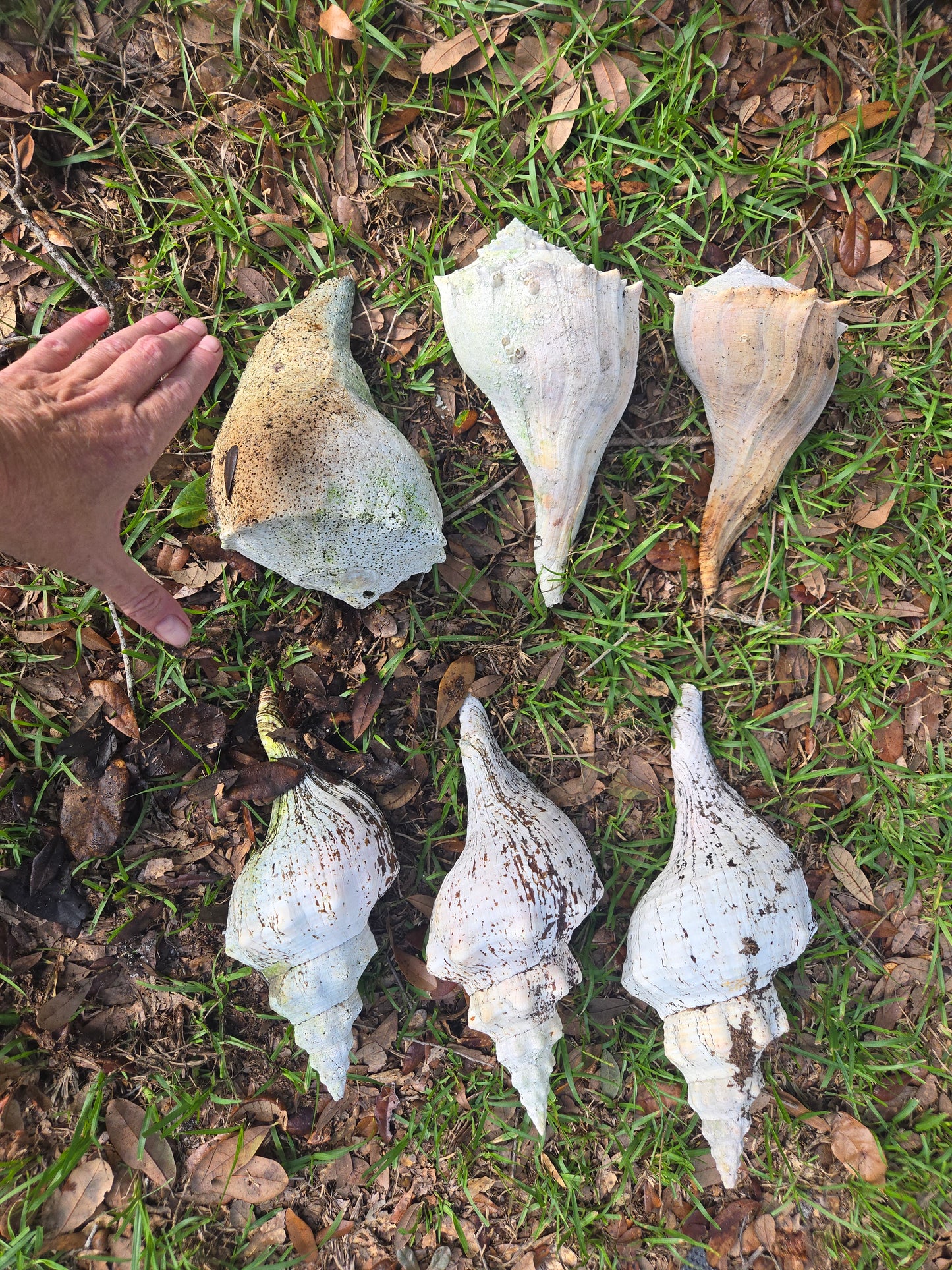 Medium CONCH SHELLS