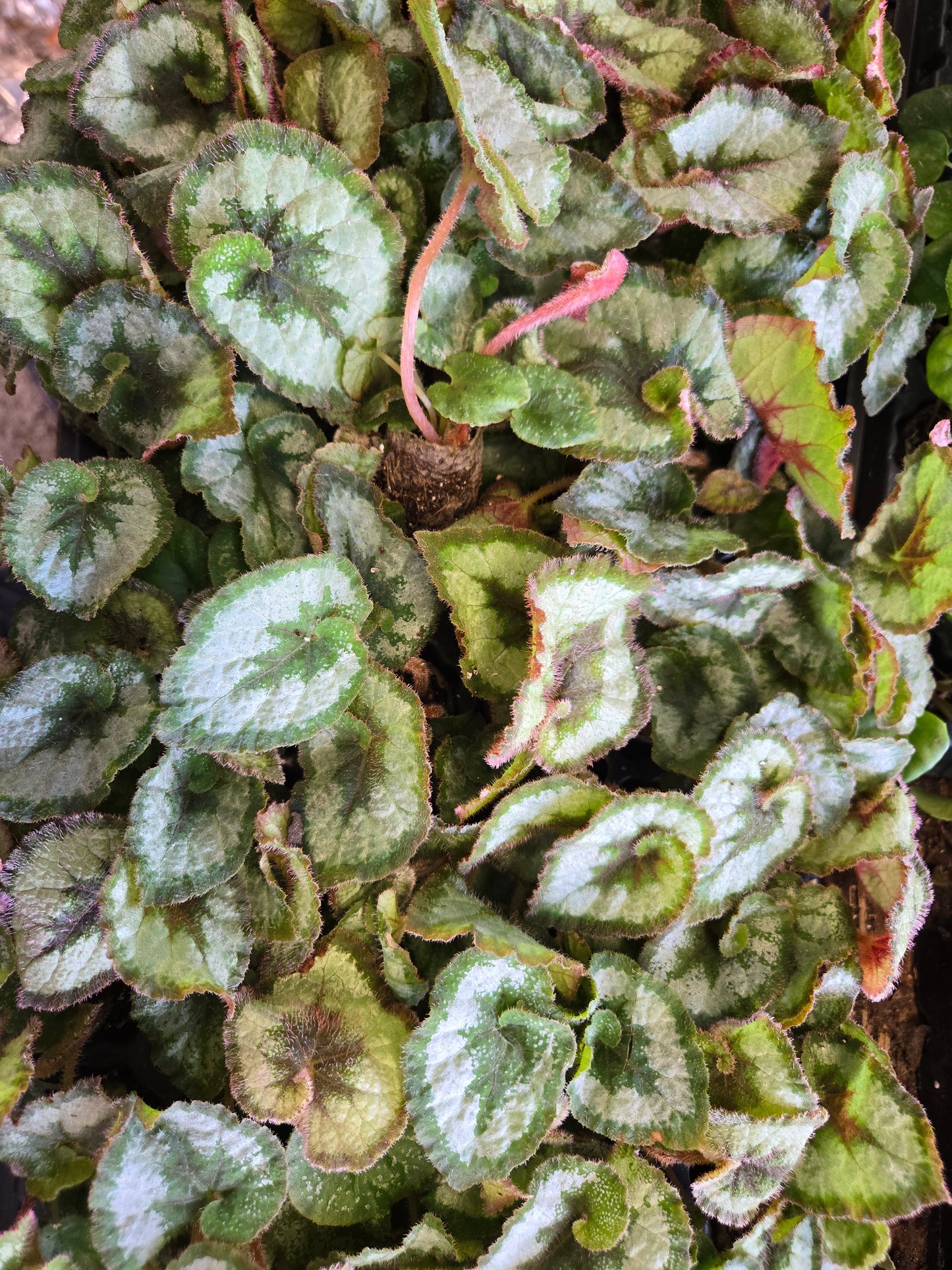 Begonia rex SMALL 'ESCARGOT' Live Plant