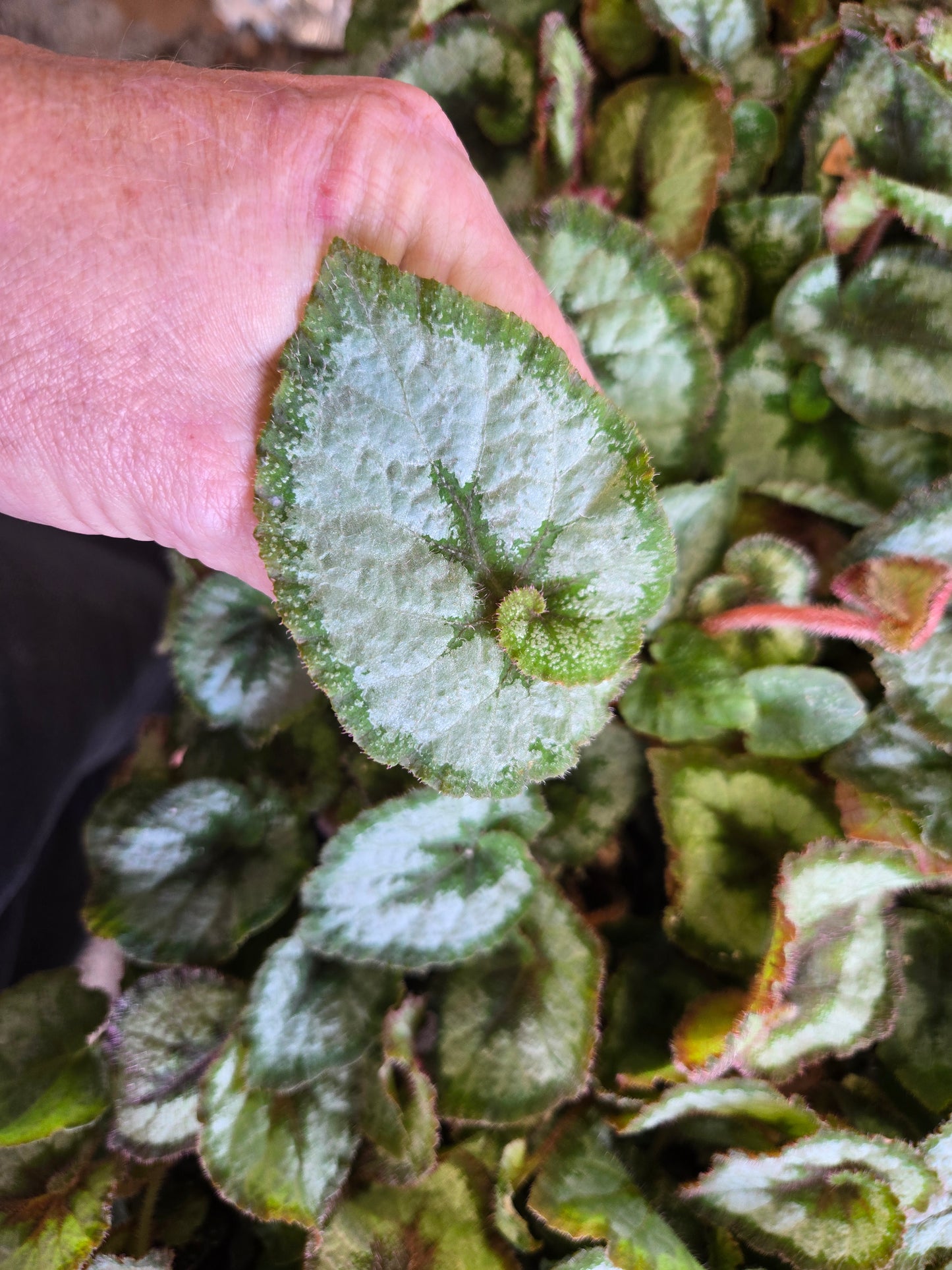 Begonia rex SMALL 'ESCARGOT' Live Plant