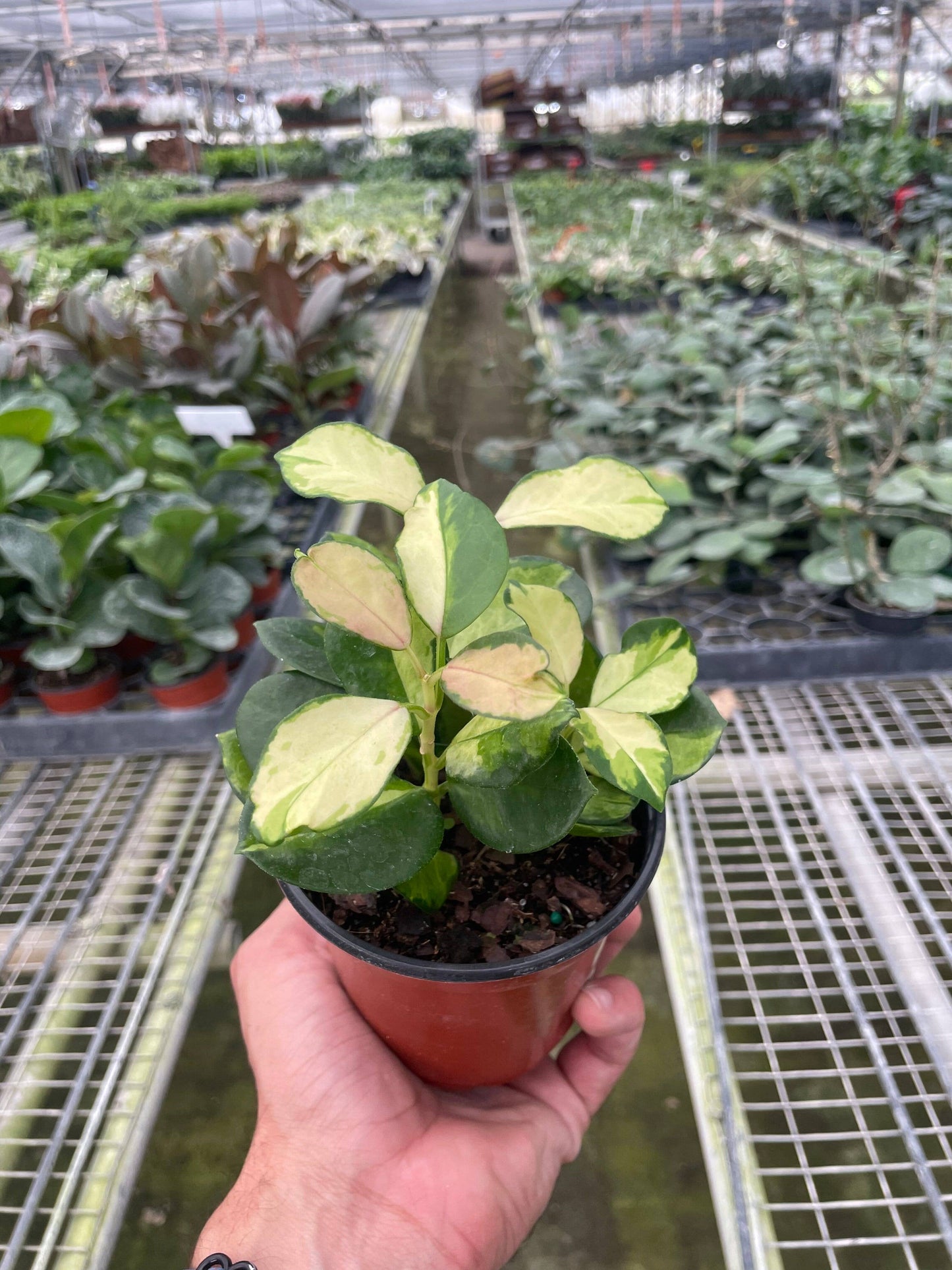 Hoya 'Lisa' - 4" Pot