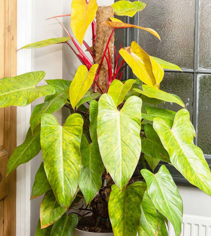 Philodendron Painted Lady. 2-3 inch starter plant.