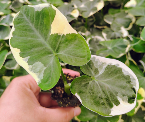 Alocasia Mickey Mouse. : No. I will pot them myself and save money.