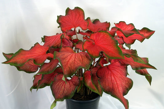 Kaladium (Caladium) Fairytale Princess: No. I will pot myself and save money.