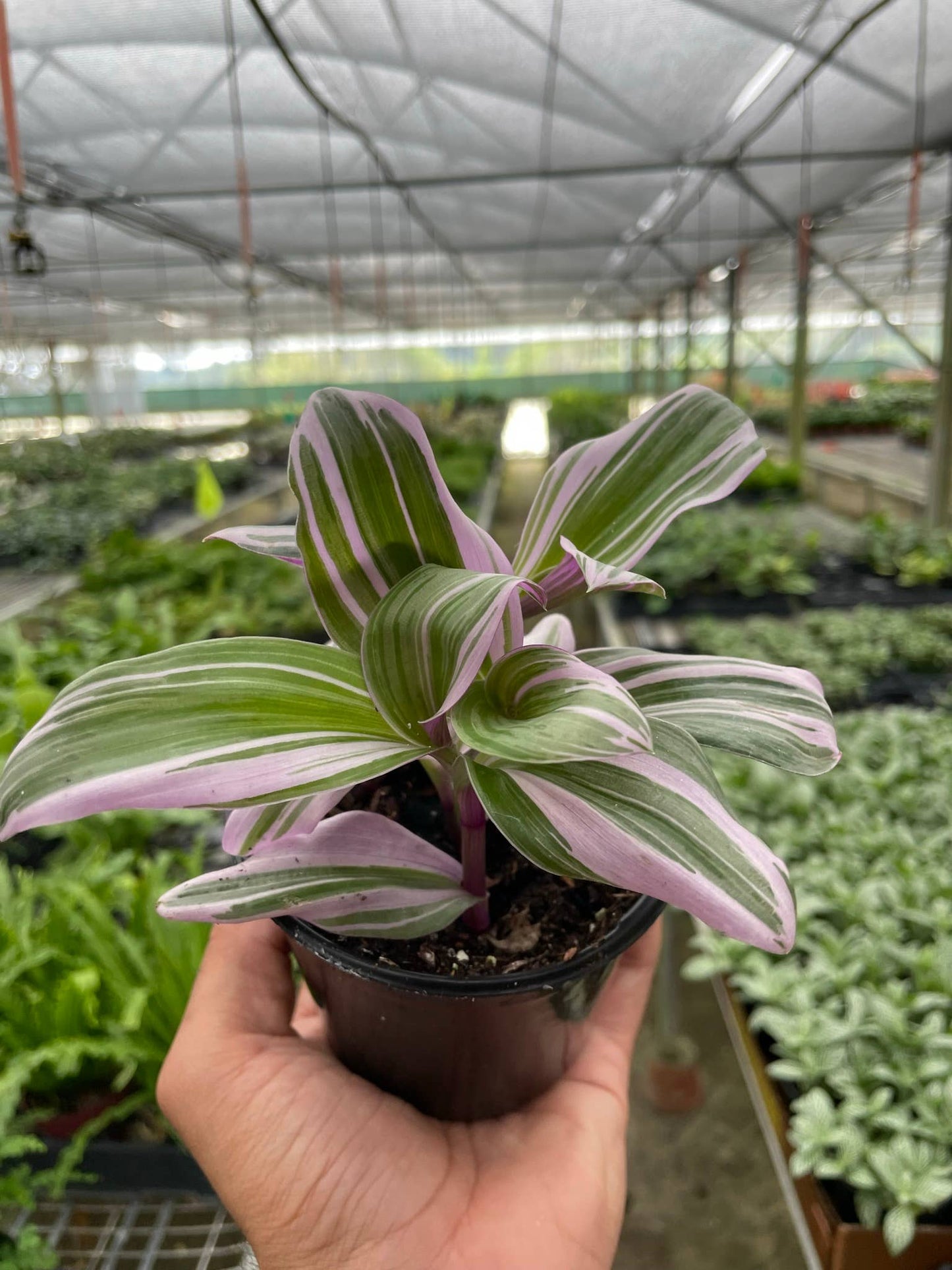Tradescantia 'Nanouk' - 4" Pot
