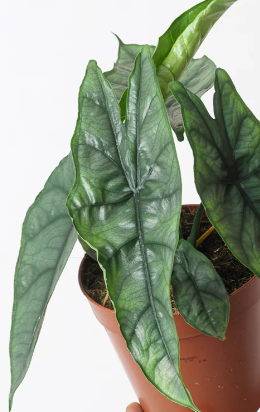 Alocasia Dragons Breath