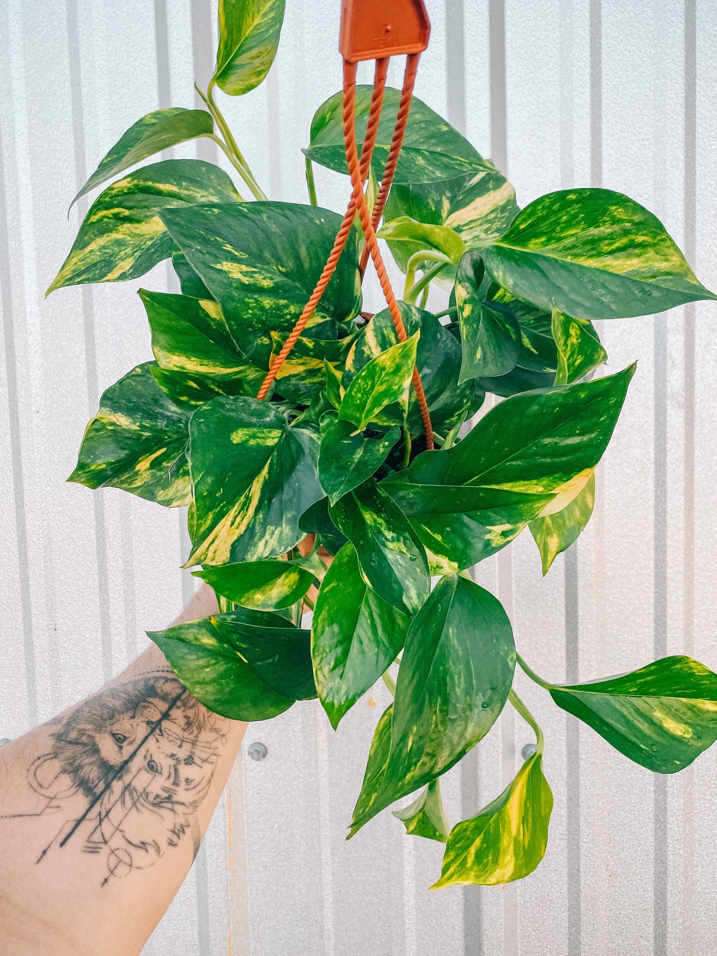 6" Pothos 'Golden Hi Color' (Hanging Basket)