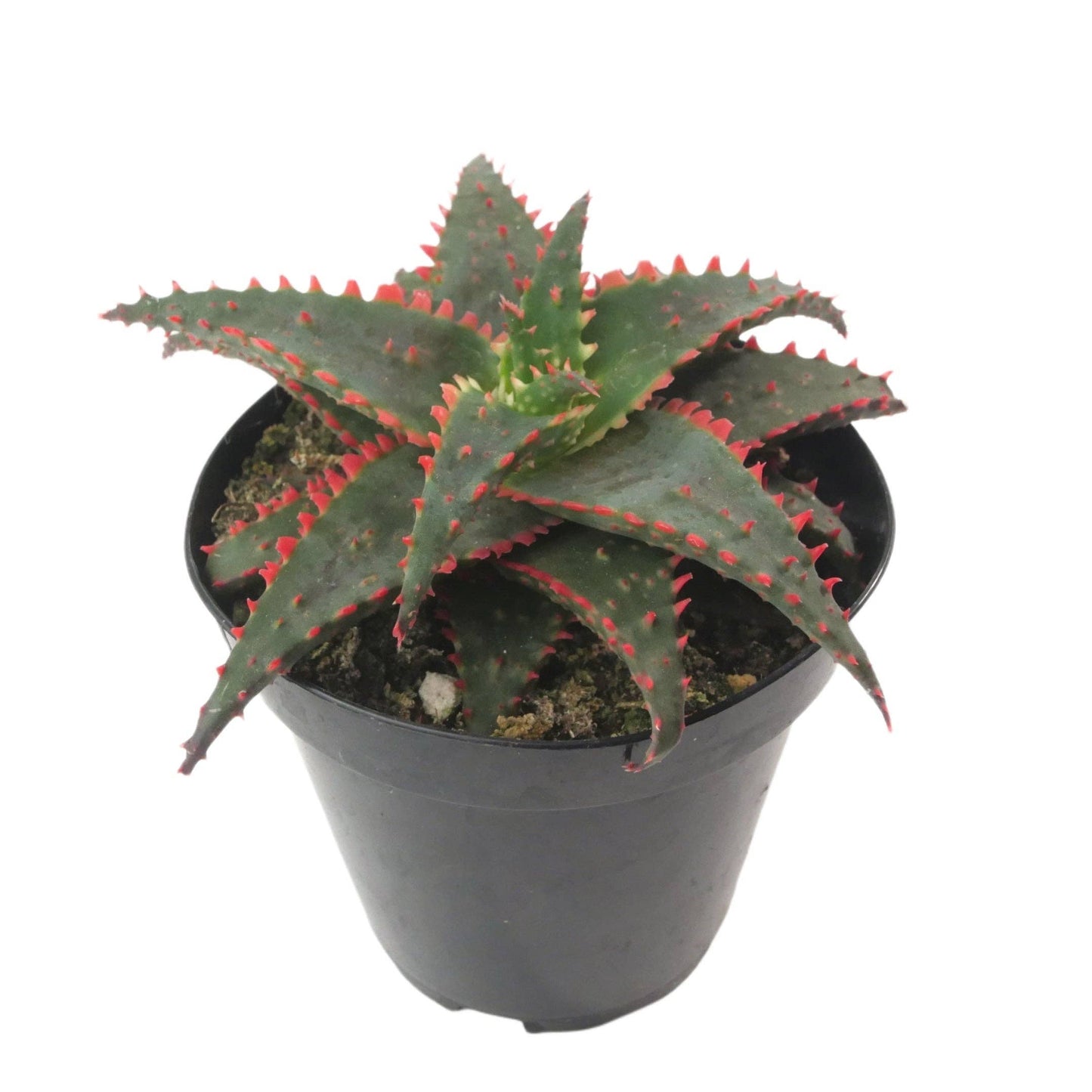 Aloe Christmas Sleigh | 3.5 inch | Star Aloe Hybrid: 3.5 inch