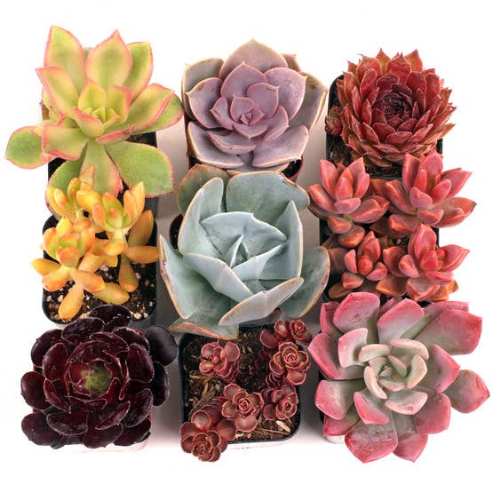 Nuthin' But Color Succulents 12-Pack (12 Varieties, 2" Pots)