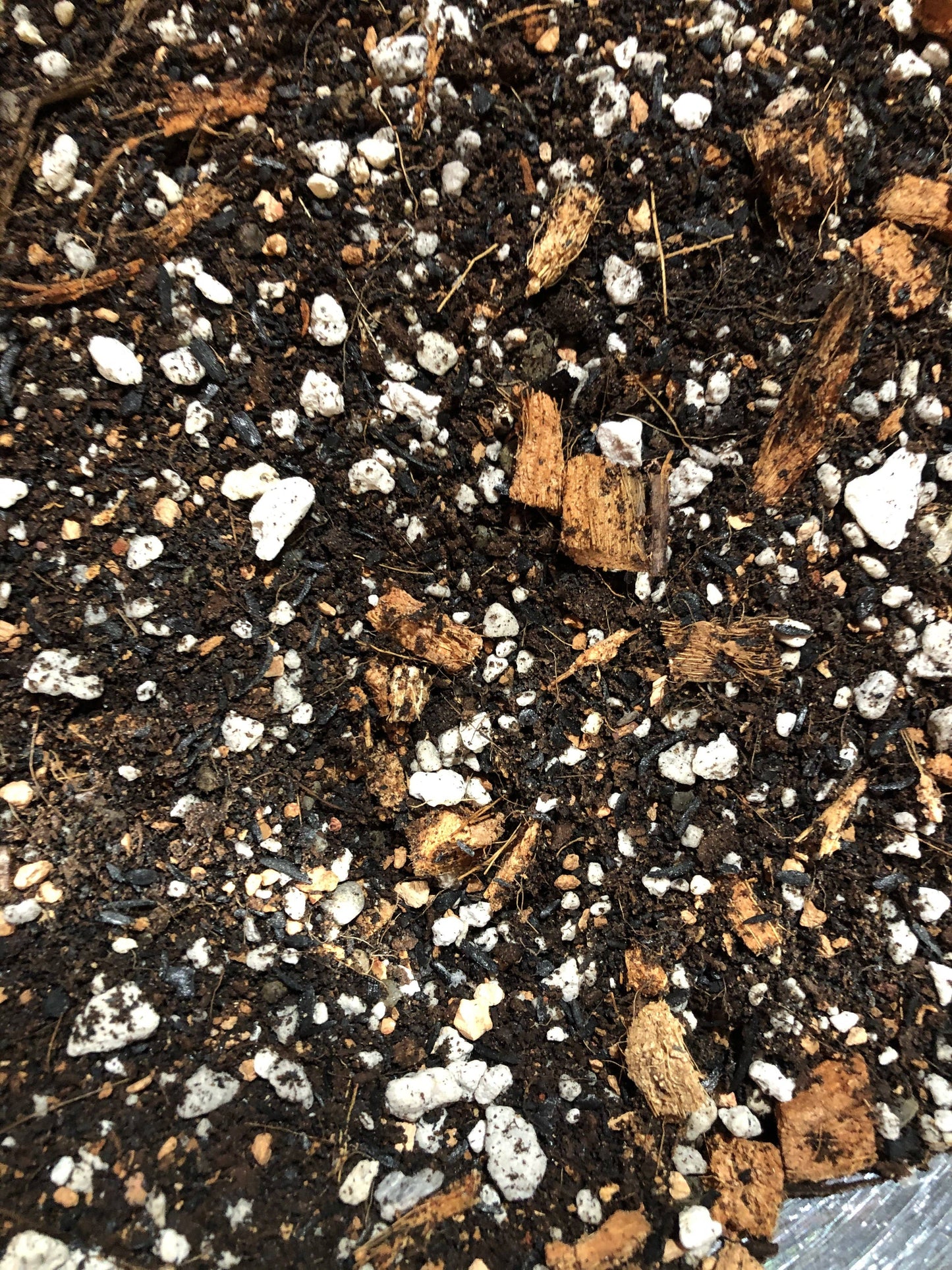 Alocasia Colocasia Caladium Premium Potting Mix: 1/2 Gallon