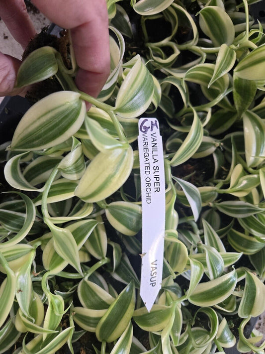 SMALL ESTABLISHED Super WHITE Variegated Vanilla planifolia Orchid