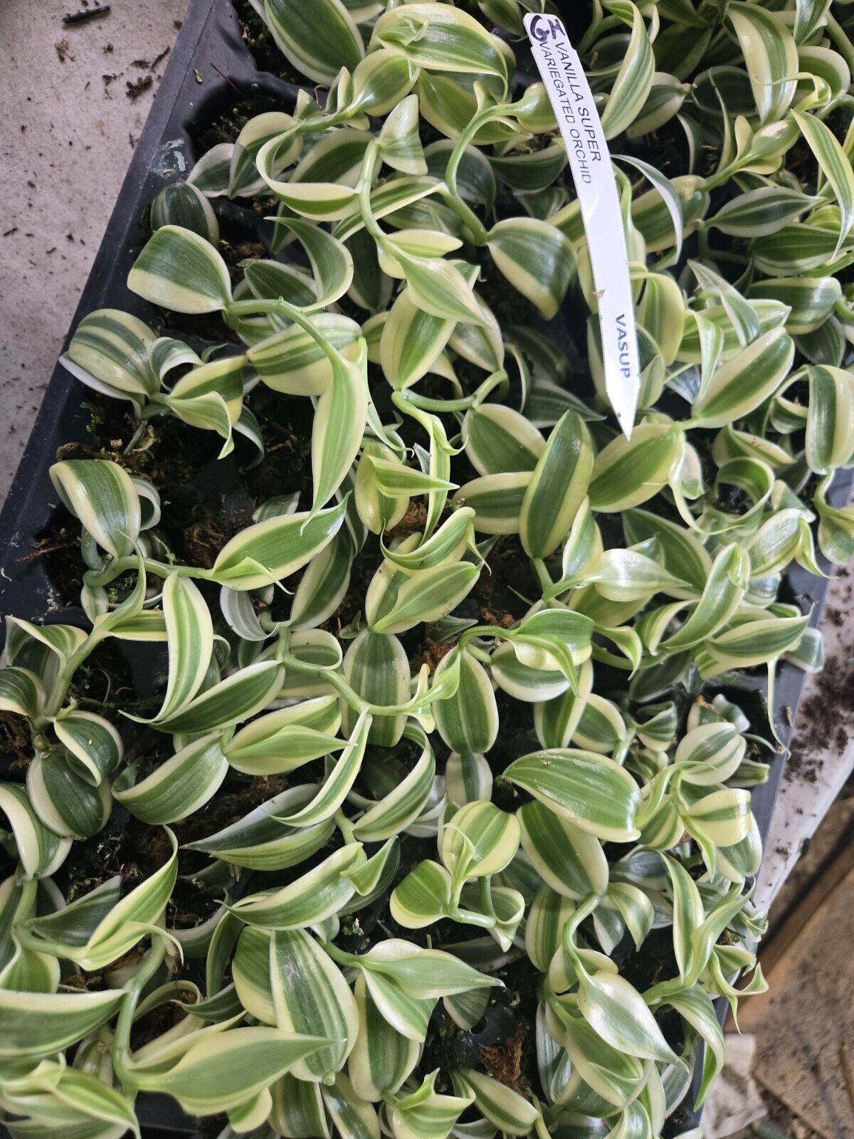 SMALL ESTABLISHED Super WHITE Variegated Vanilla planifolia Orchid