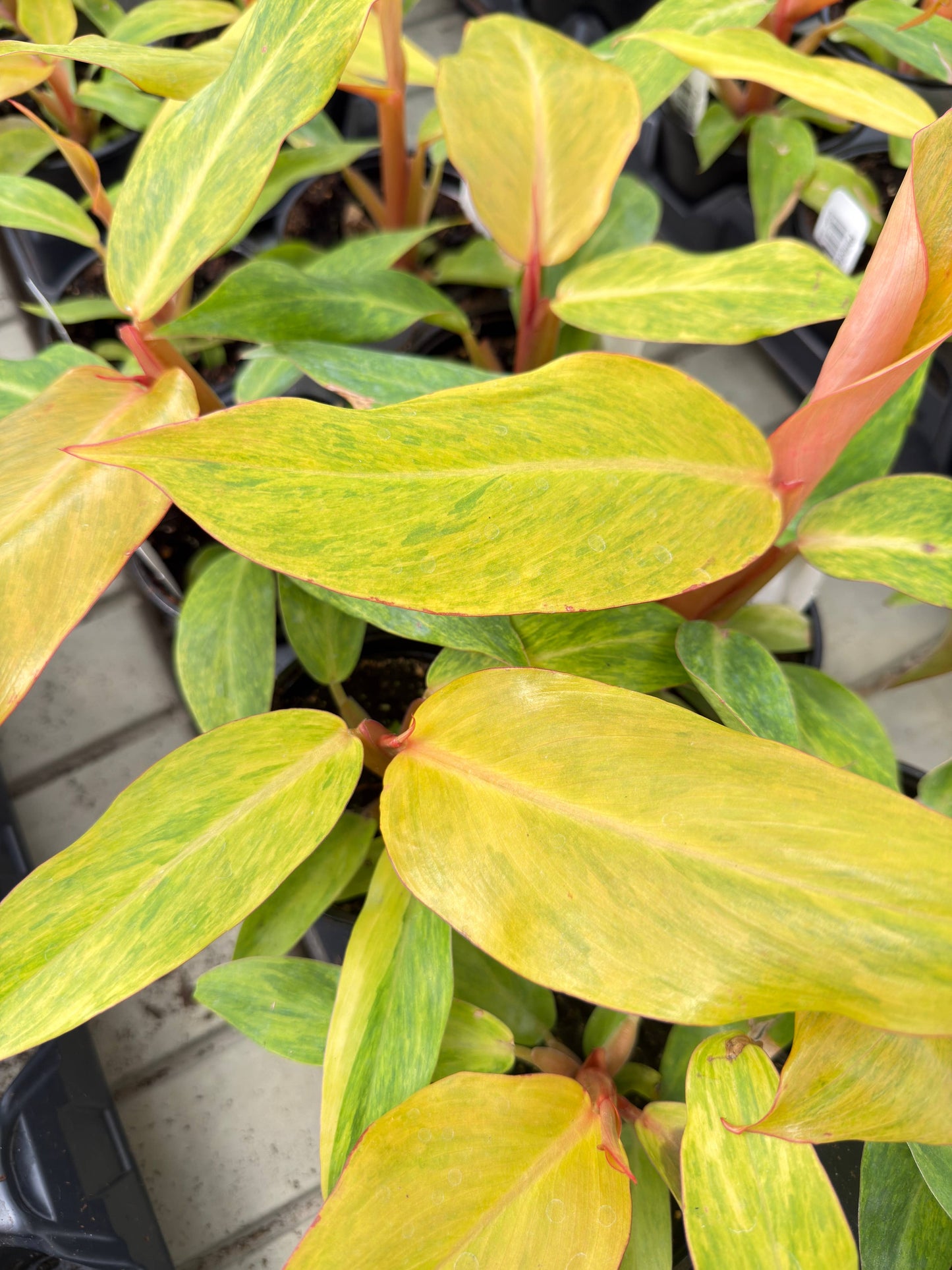 4" Pot - Philodendron Orange Marmalade