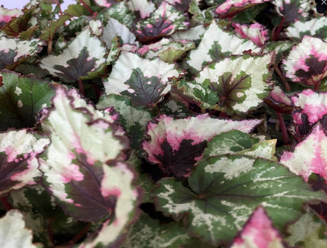 Begonia Rex (Kotobuki)