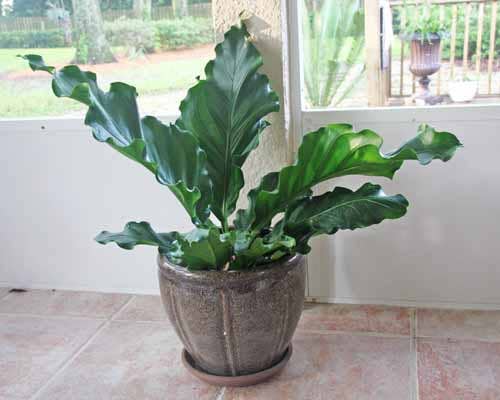 Anthurium Plowmanii: in a 3 inch pot.