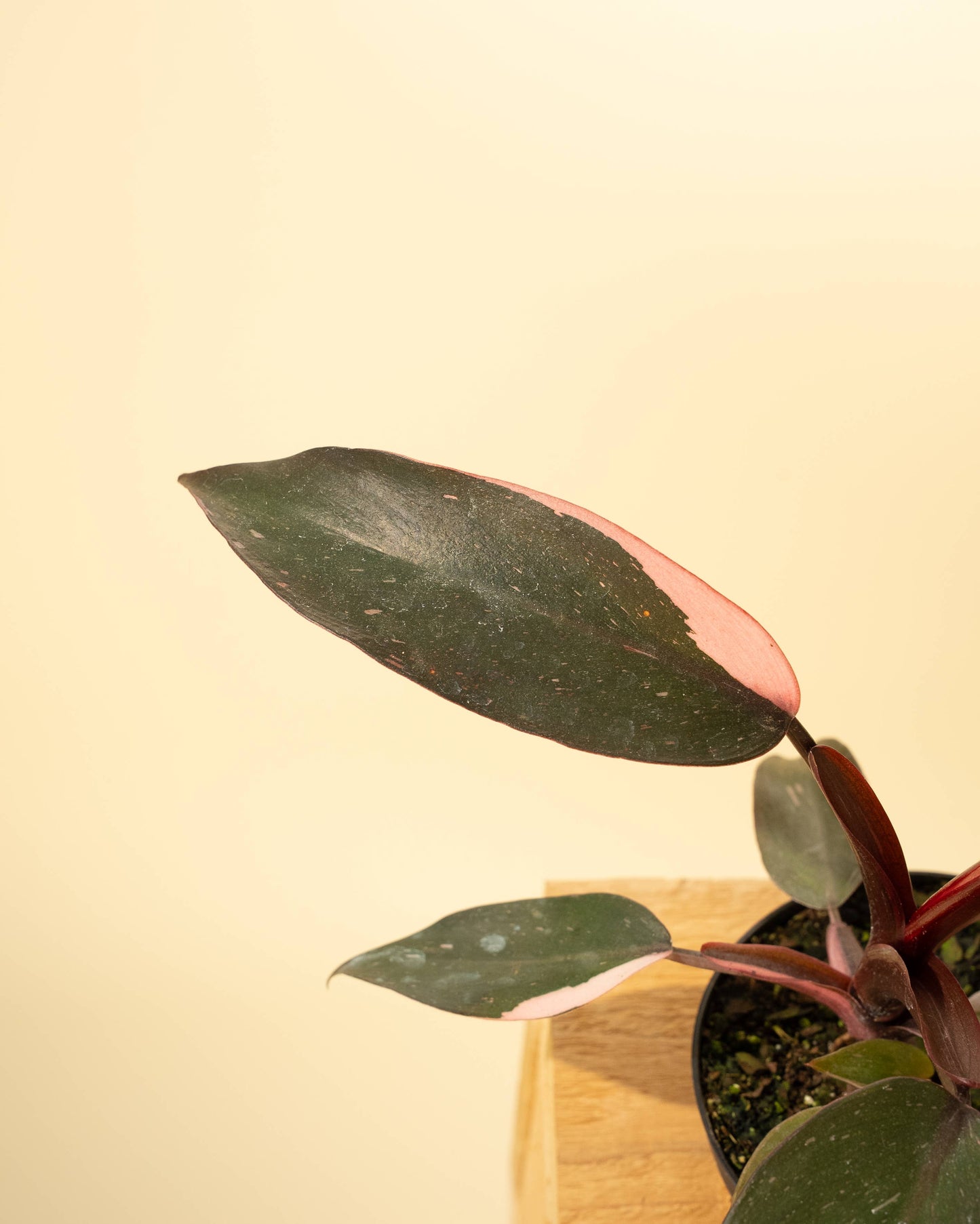 4" Philodendron 'Pink Princess'