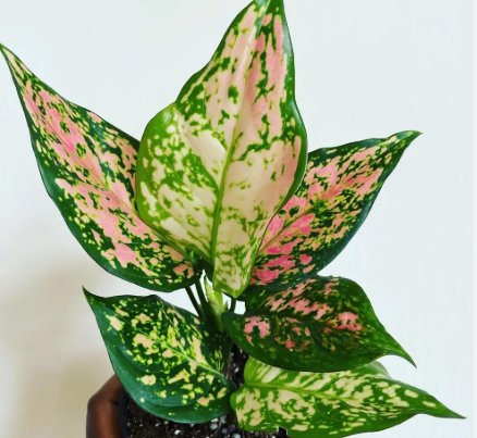 Aglaonema Favonian: No. Please ship without pots. I will pot it myself.