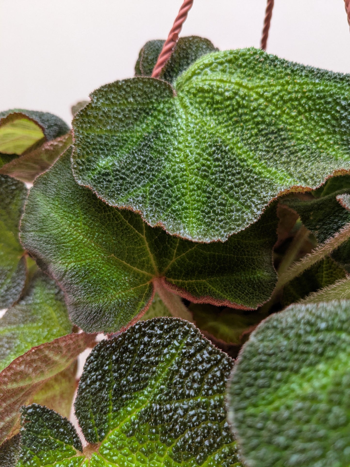 Begonia 'Soli Mutata'