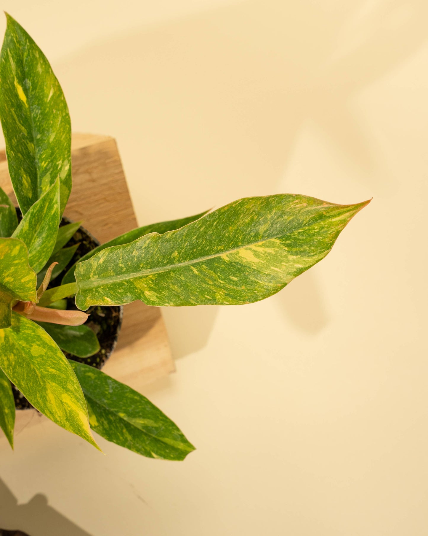 4" Philodendron 'Ring of Fire'